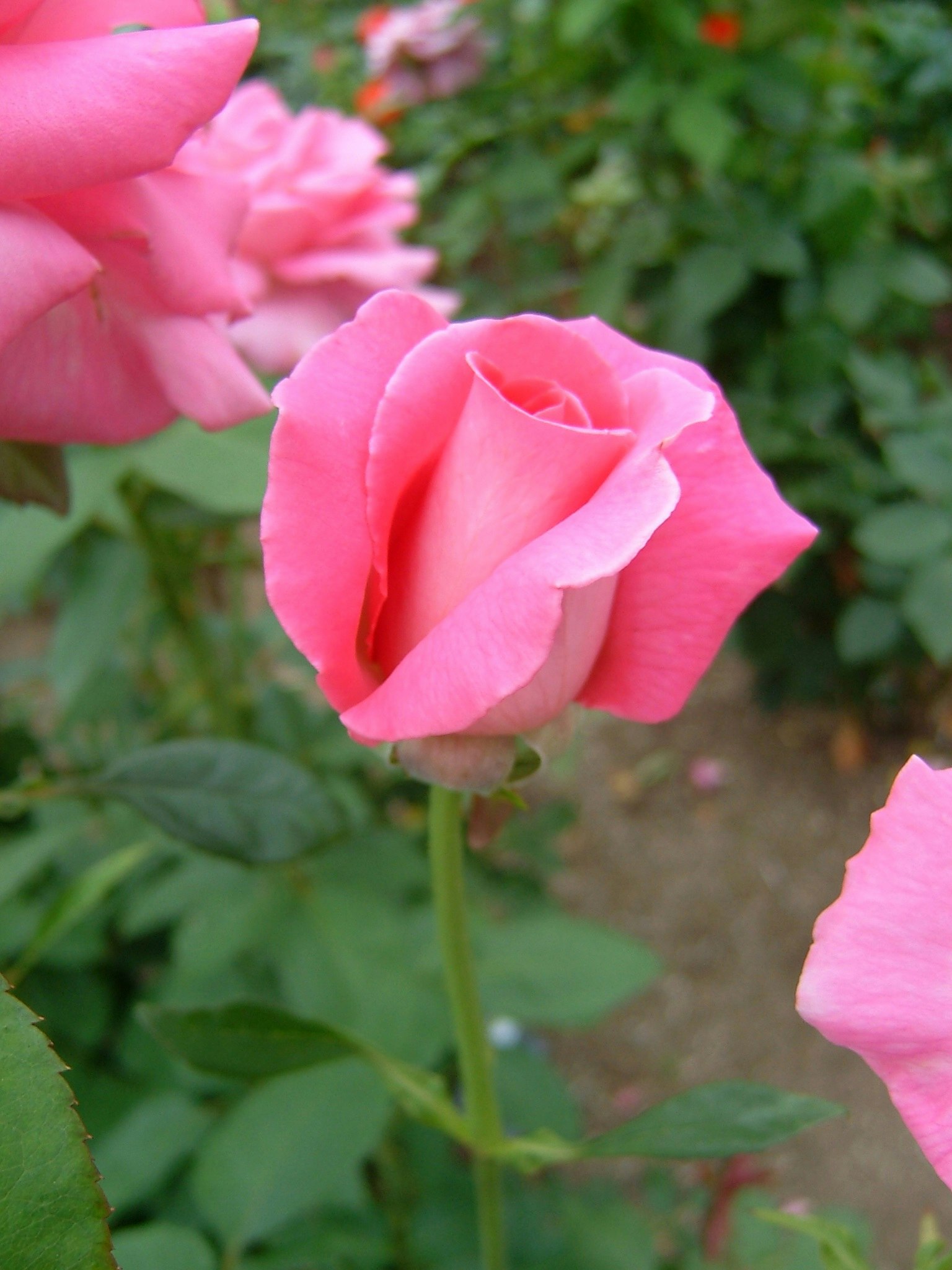 Sebuah bunga mawar pink yang indah mekar di taman