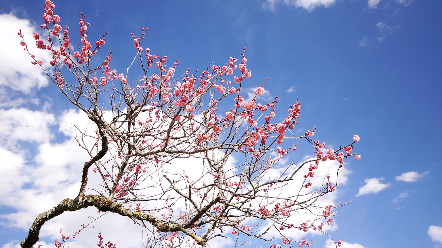Cabang dengan bunga sakura mekar di latar belakang langit biru