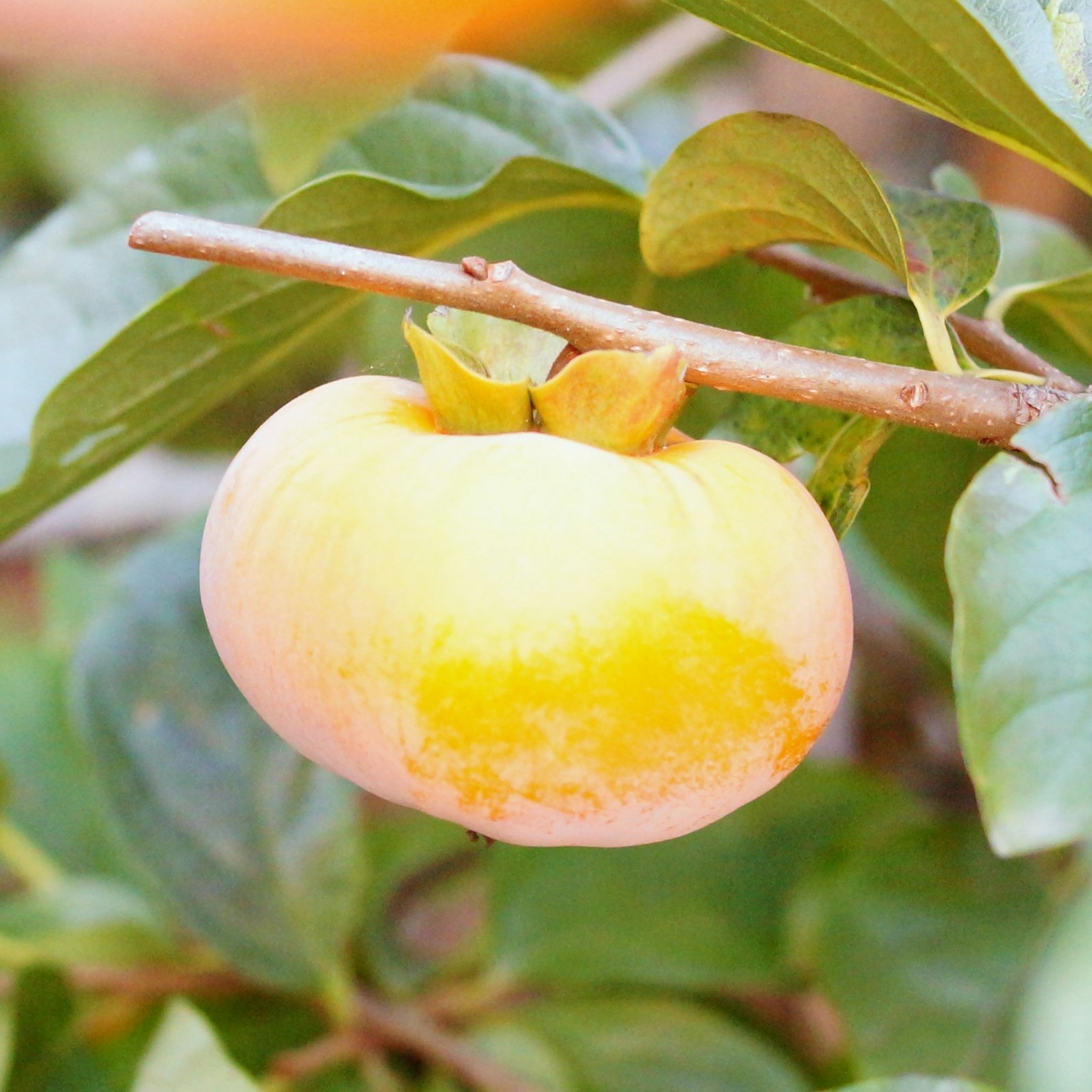 Fruit de kaki jaune suspendu à une branche d'arbre