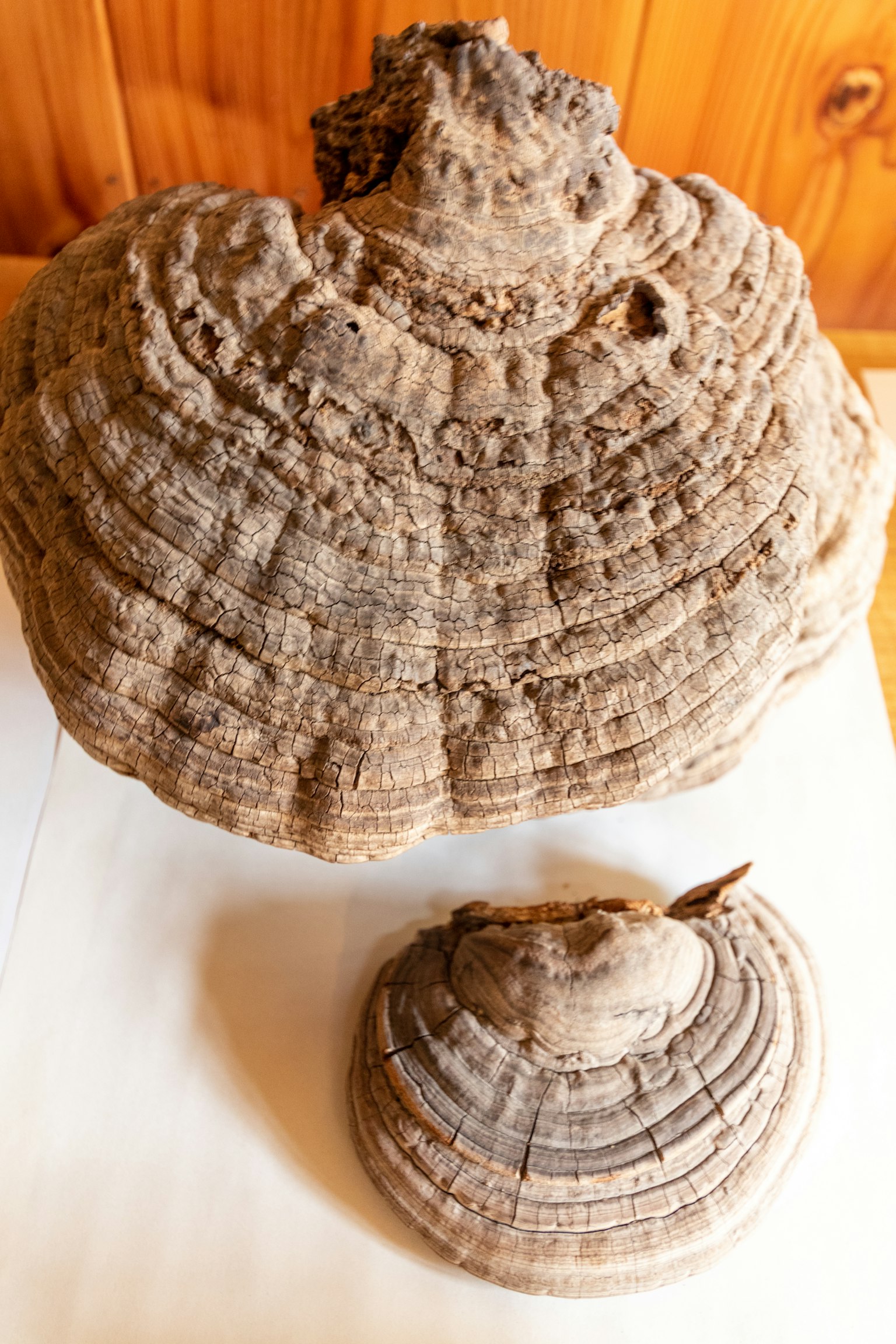 Deux grands spécimens de champignons de bois exposés ensemble