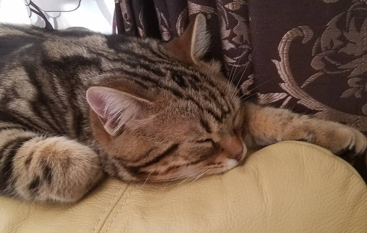 Un gatto tigrato che dorme con la testa appoggiata sul bracciolo di un divano