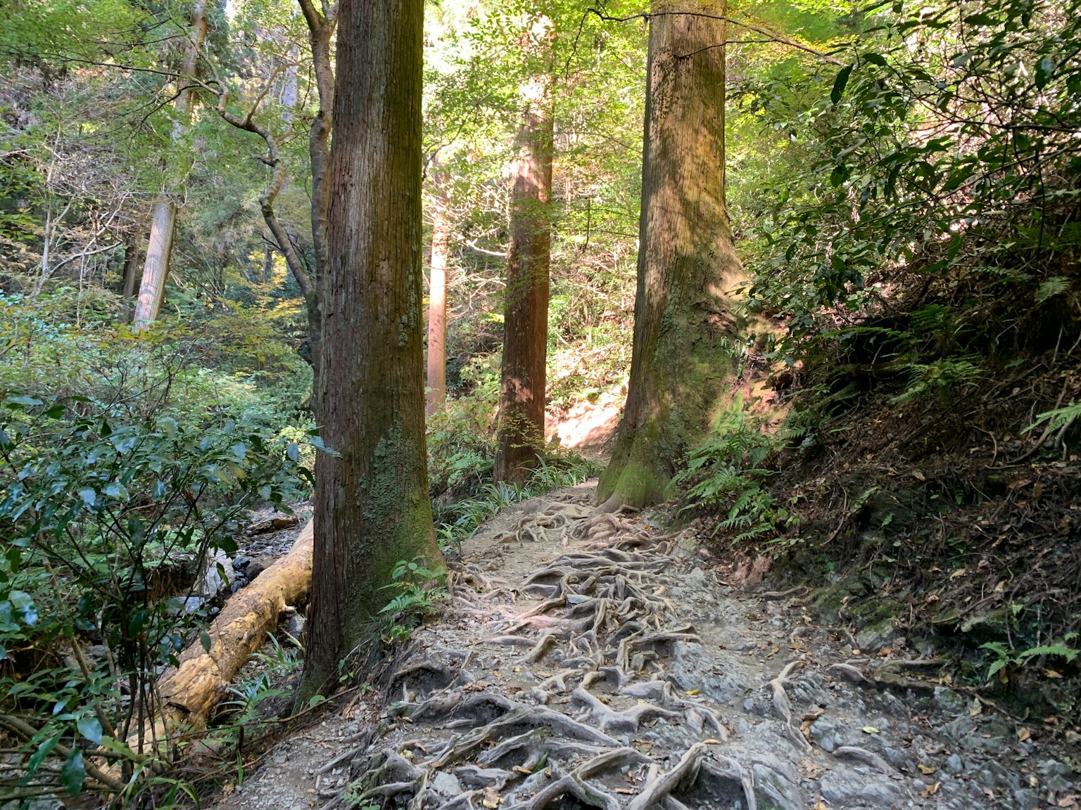 Jalan setapak hutan yang indah dengan akar pohon besar dan vegetasi yang subur