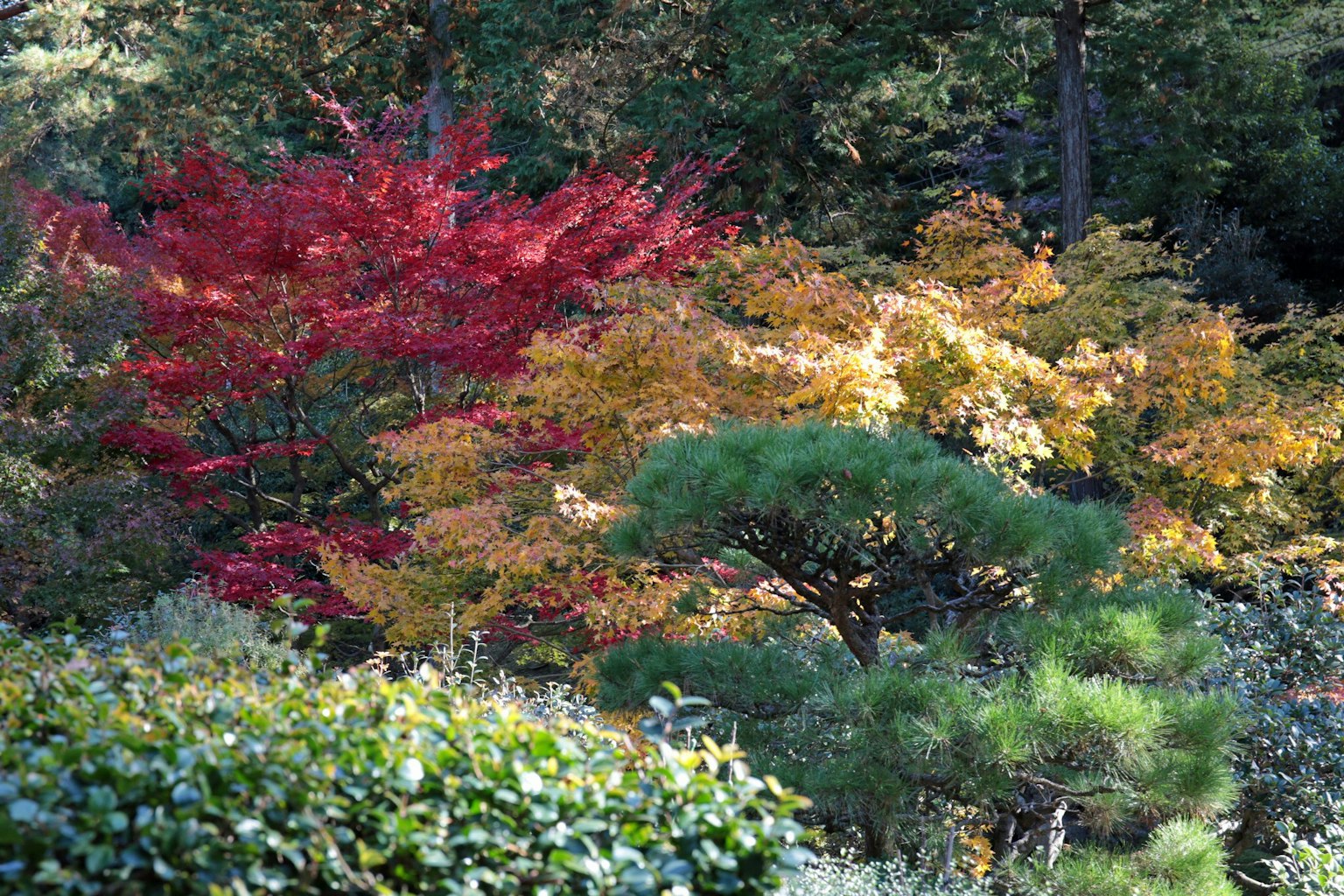 Foglie autunnali vibranti con foglie rosse e gialle tra alberi verdi