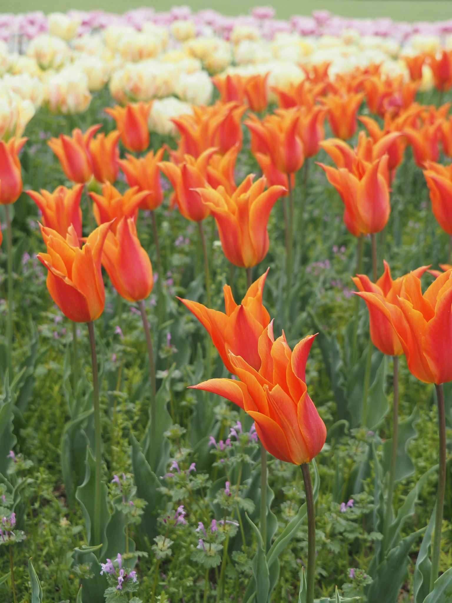 Un champ de tulipes orange vif en fleurs