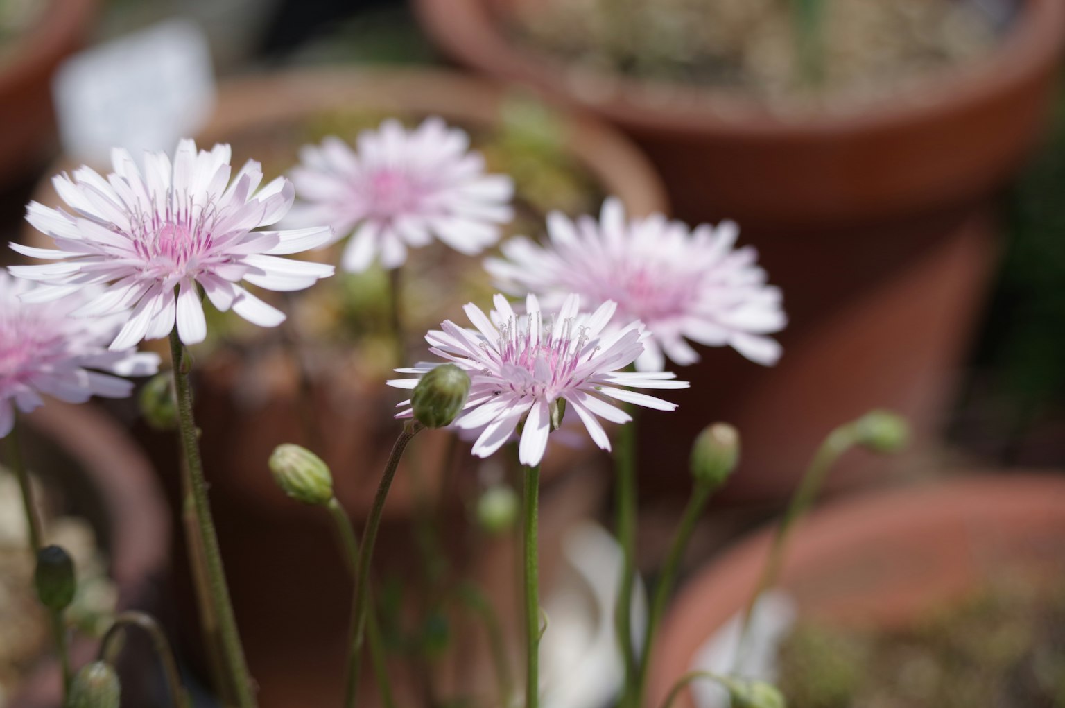 Gros plan de fleurs roses en pot