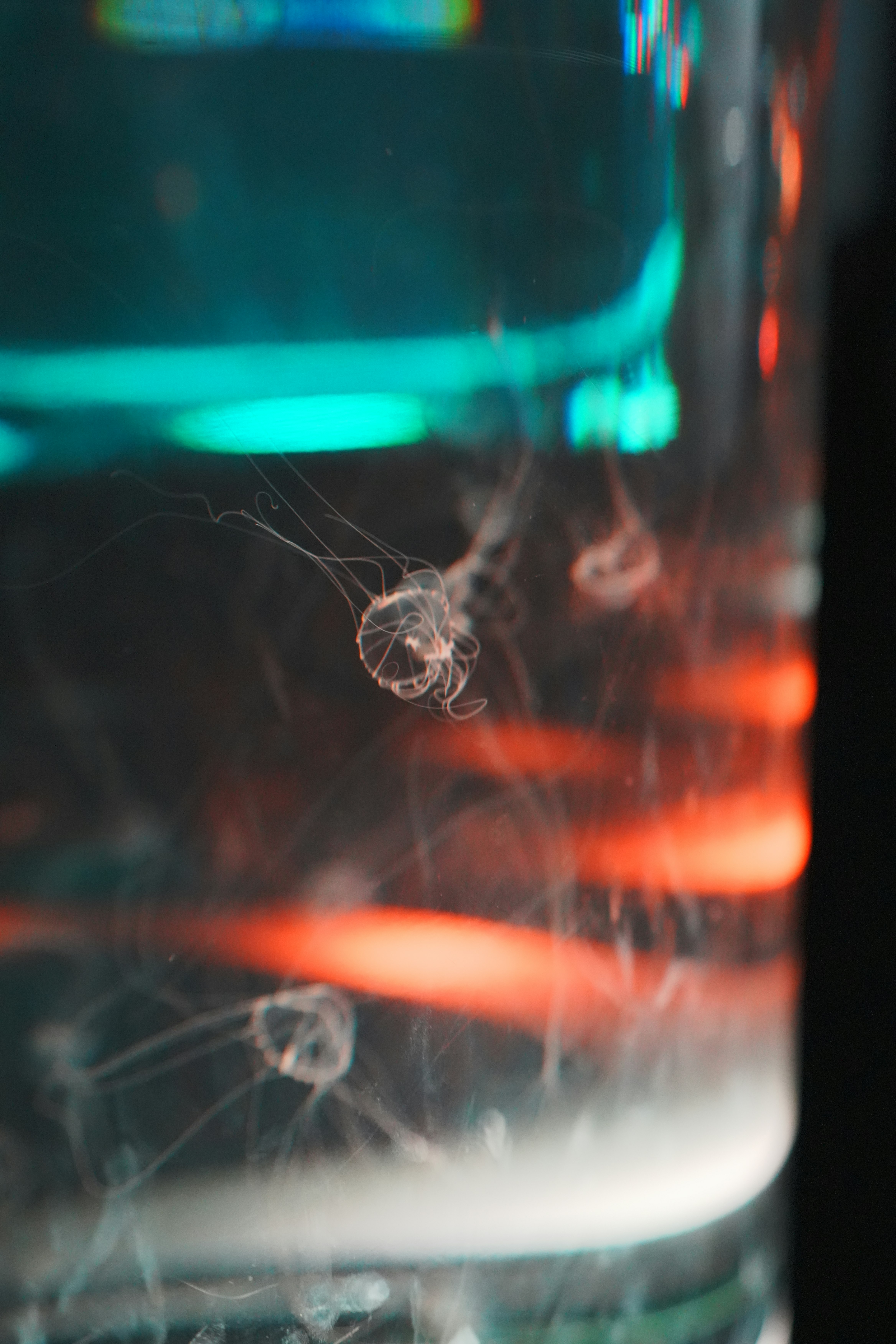Un gruppo di meduse che galleggiano in acqua con luci colorate
