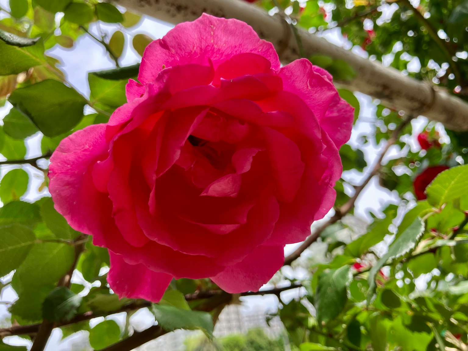 Fiore di rosa rosa vivace circondato da foglie verdi