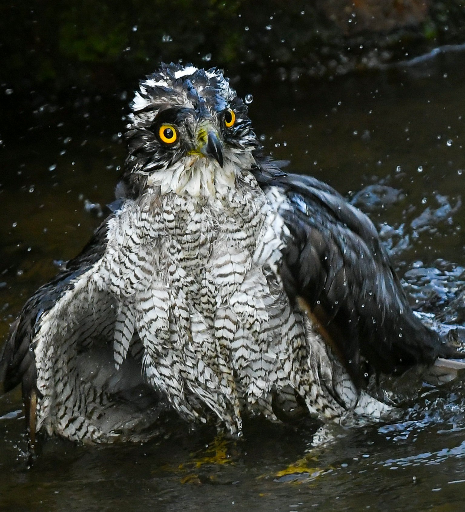 水浴びをする猛禽類の鳥の姿 鮮やかな黄色い目と羽毛の模様が特徴