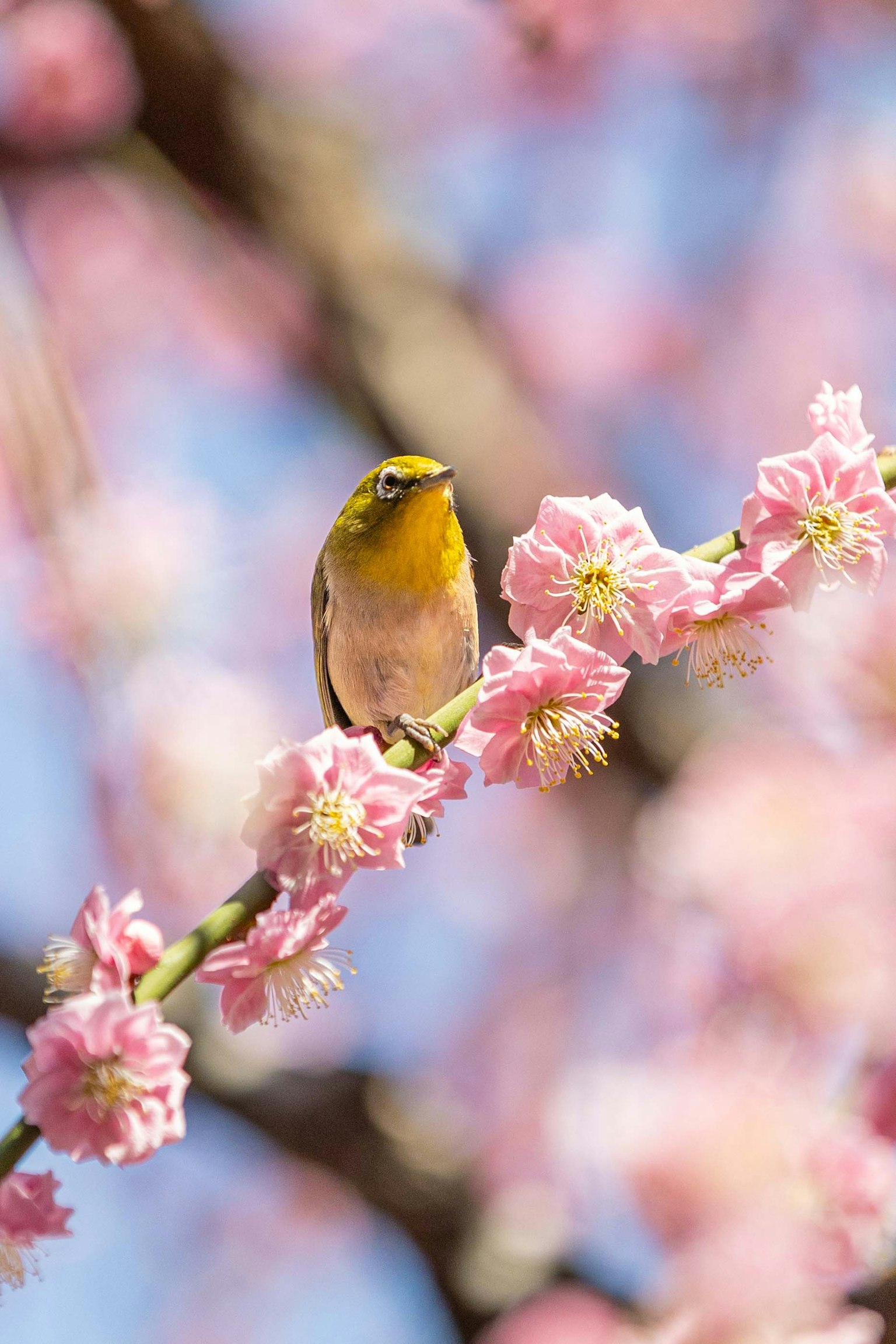 Piccolo uccello giallo appollaiato su un ramo di ciliegio in fiore