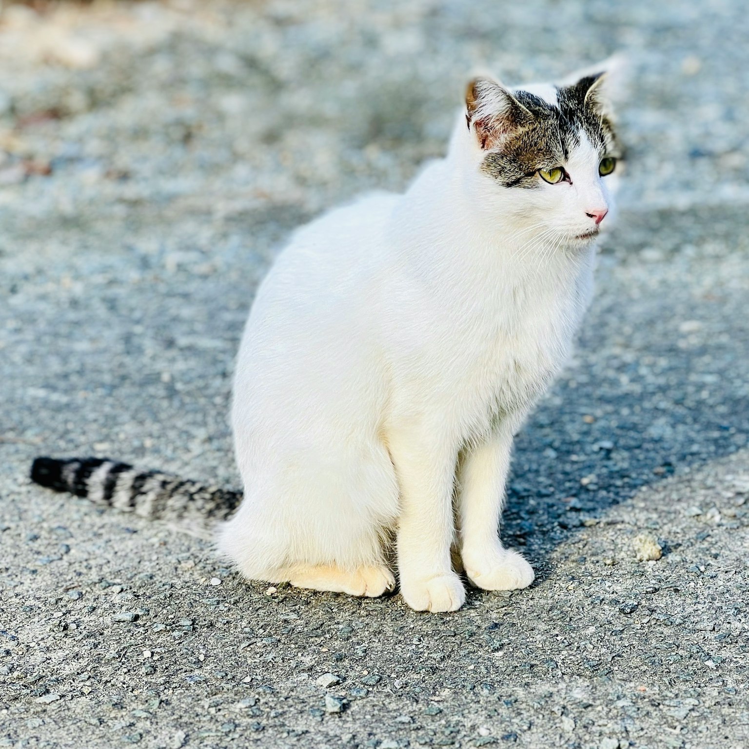 Un gatto bianco con segni grigi seduto su una superficie in ghiaia