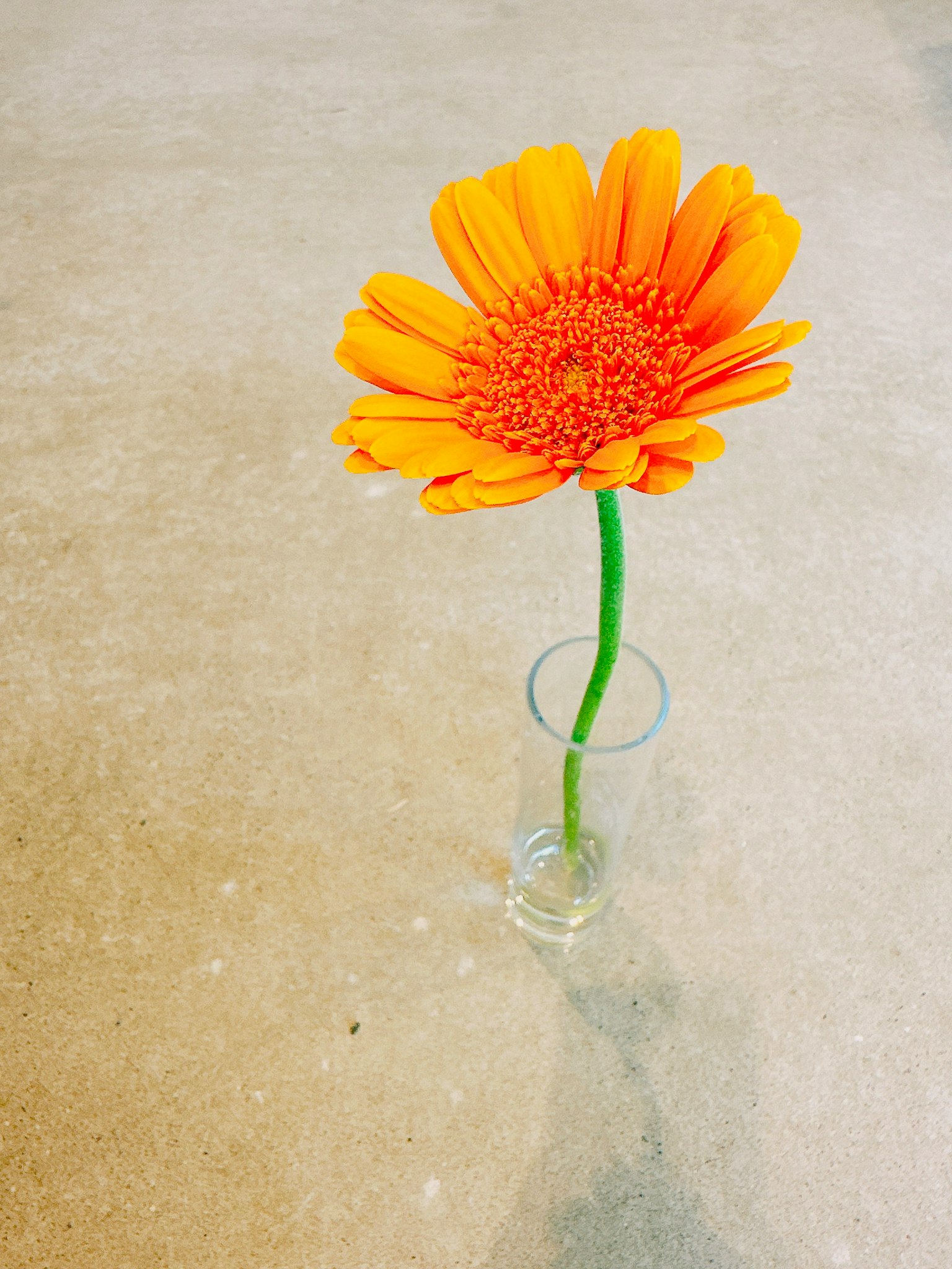 Une fleur orange vibrante dans un vase transparent sur une surface claire