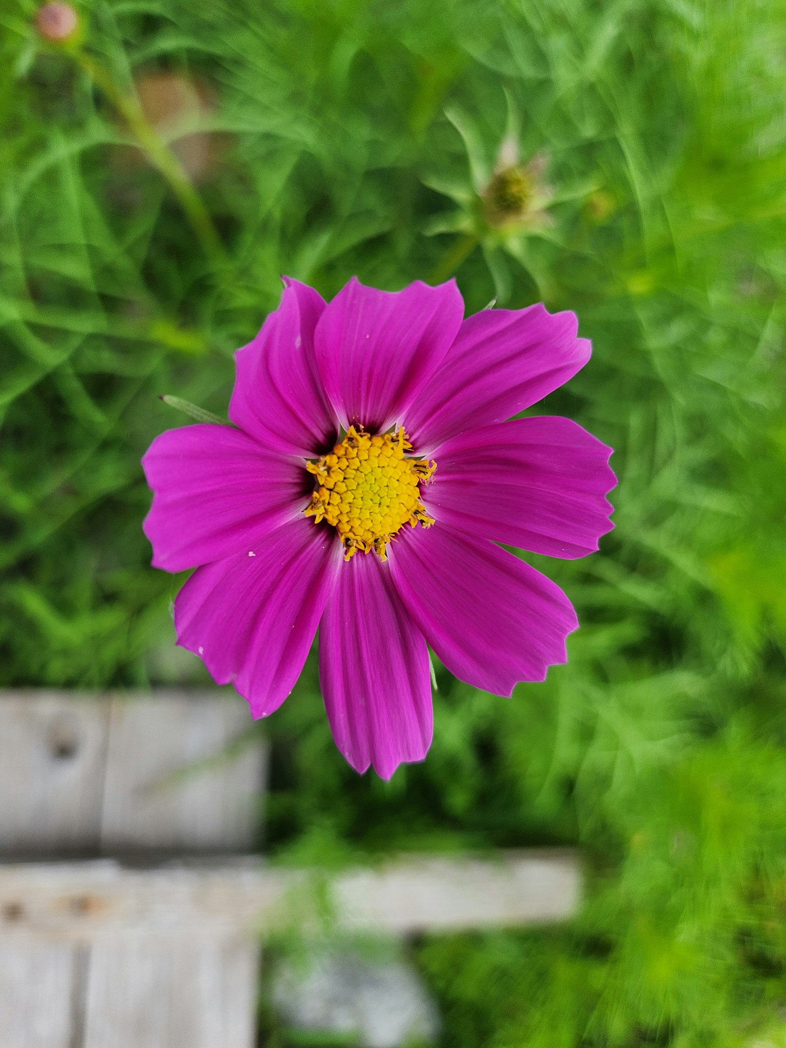 Fleur de cosmos violette vibrante vue d'en haut sur un fond vert