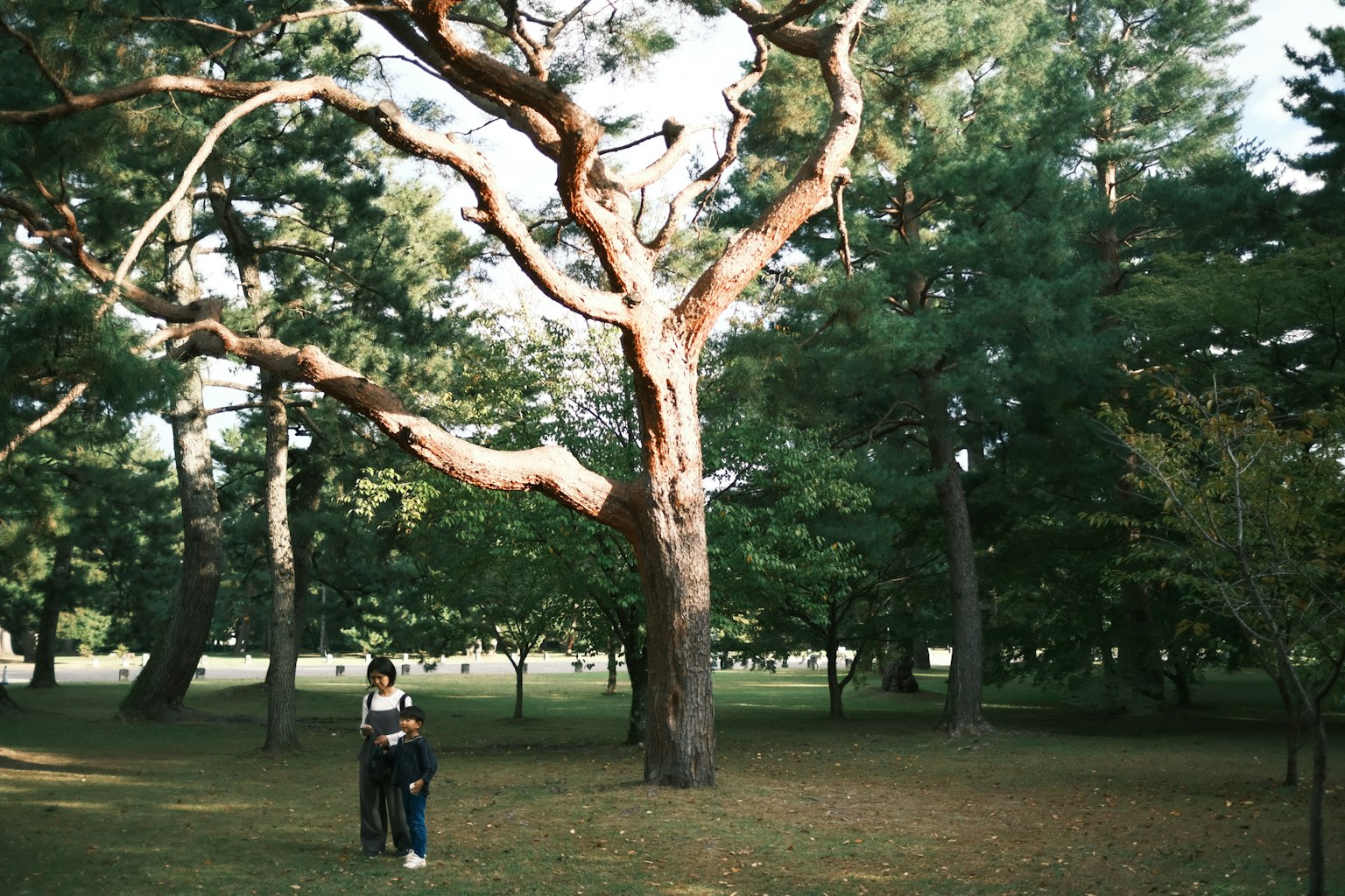Ein großer Kiefernbaum in einem geräumigen Park mit einem Paar in der Nähe