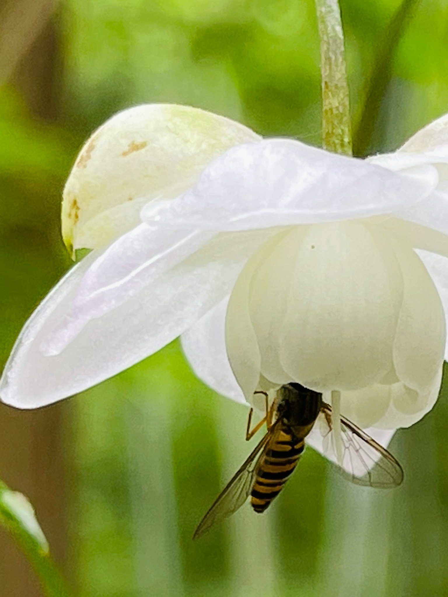 Primo piano di un'ape sotto un fiore bianco