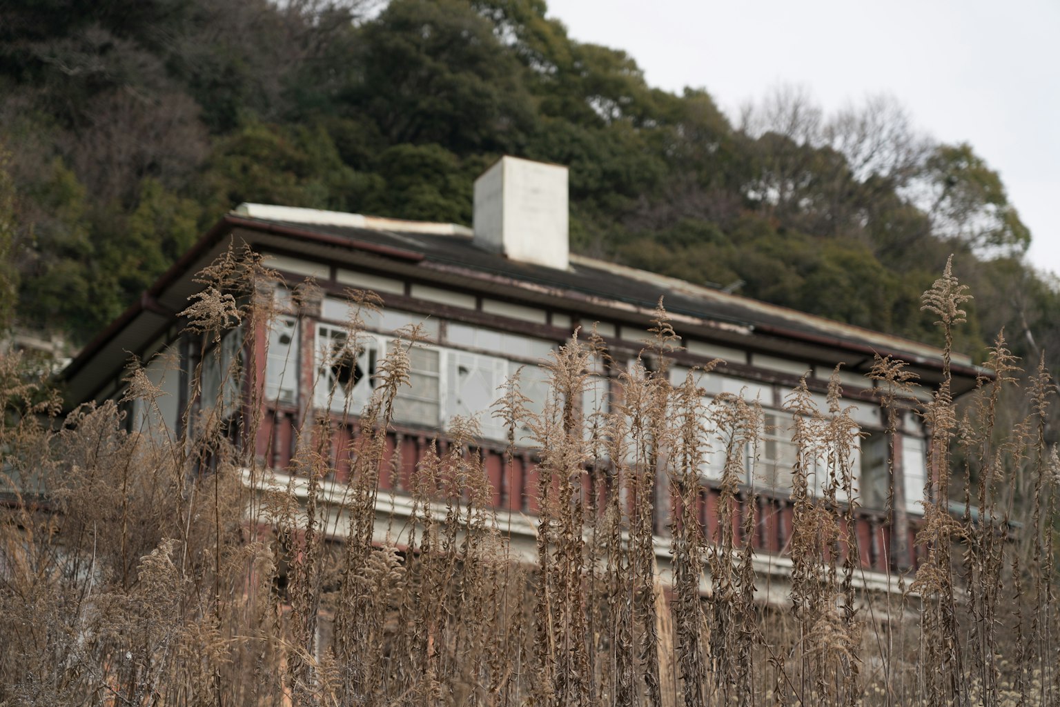 被高草包围的废弃建筑