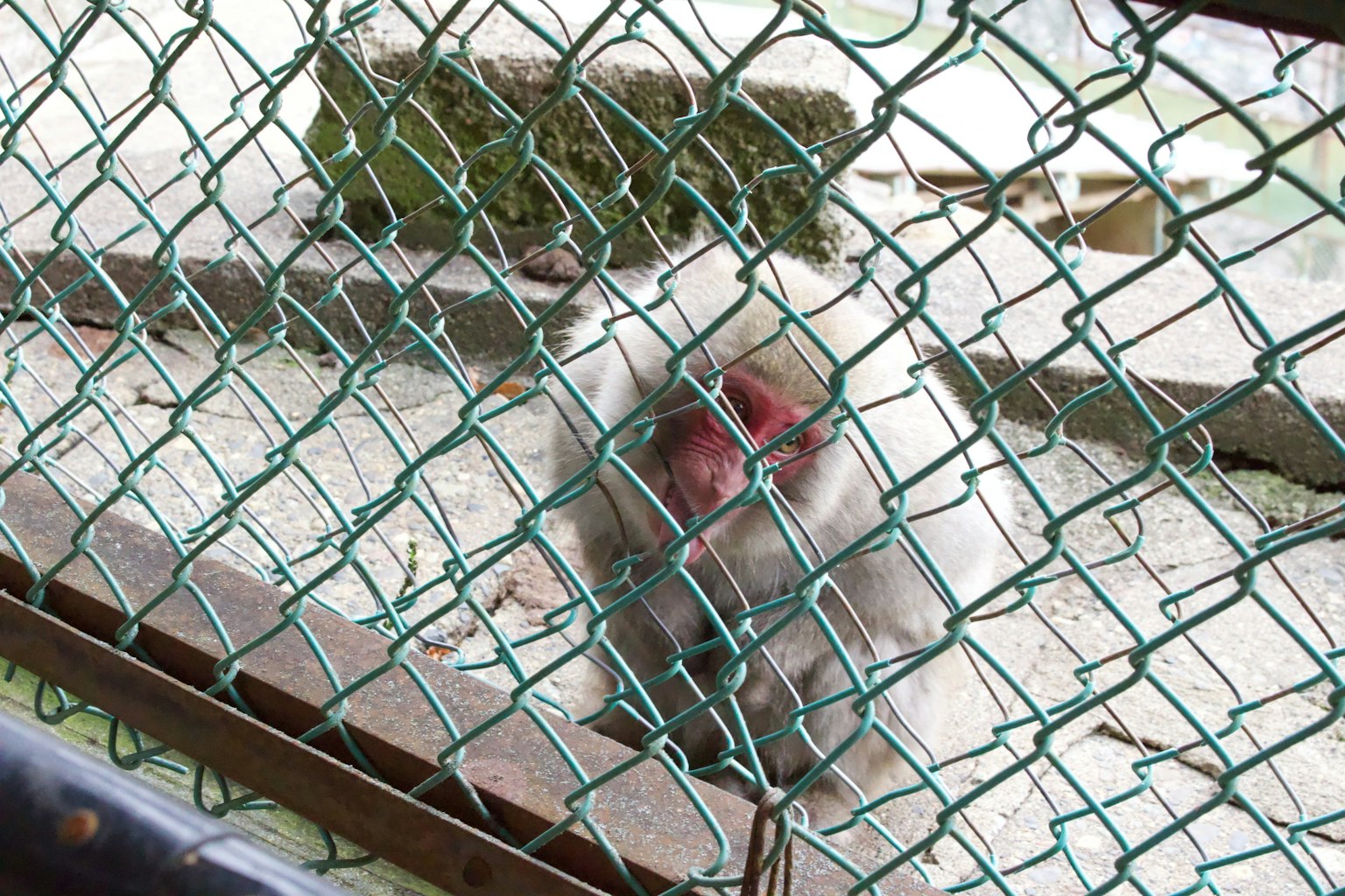 一只猴子在绿色围栏后面近距离观察