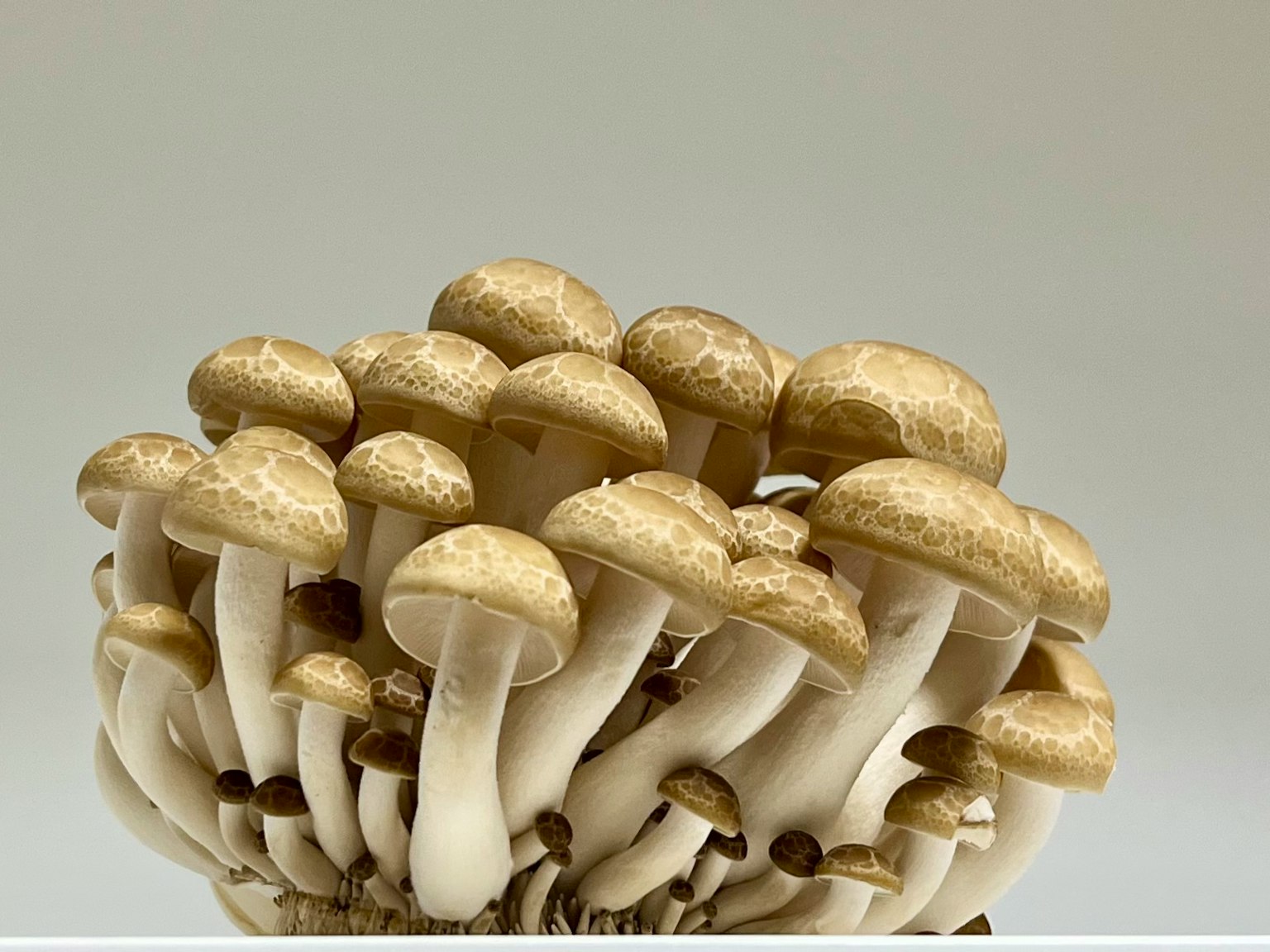 Cluster of mushrooms with white stems and cream-colored caps