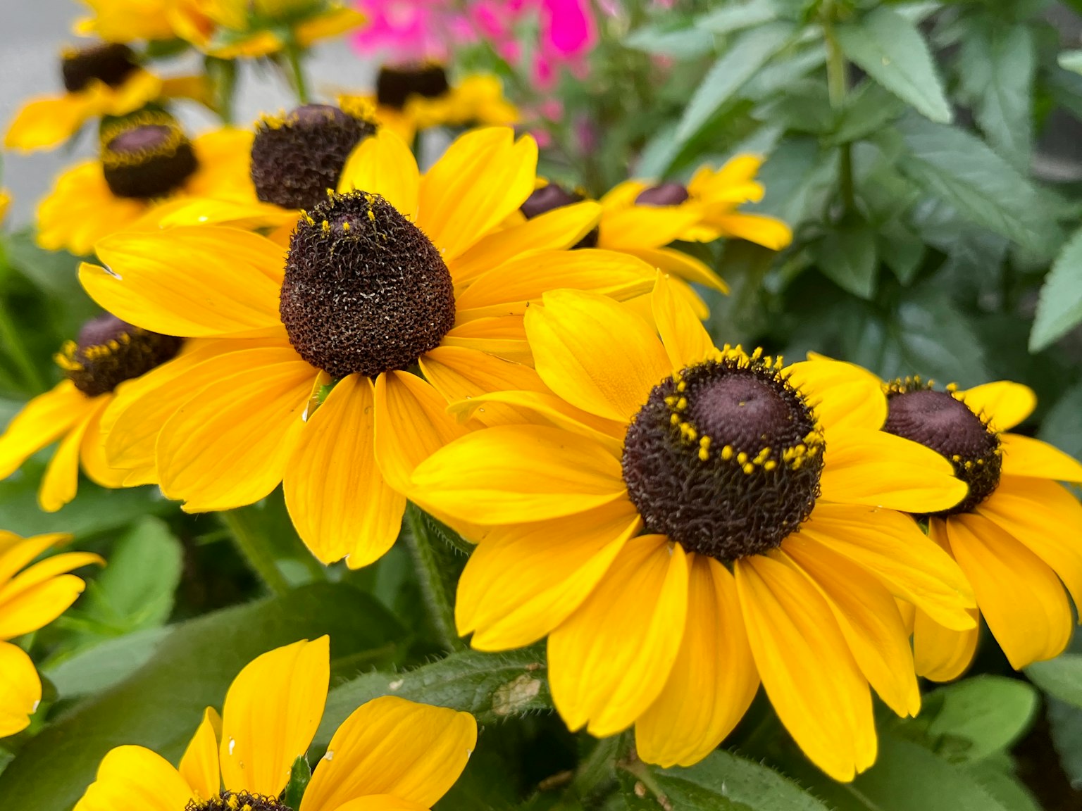 Vibrant yellow flowers with brown centers in a lush garden setting