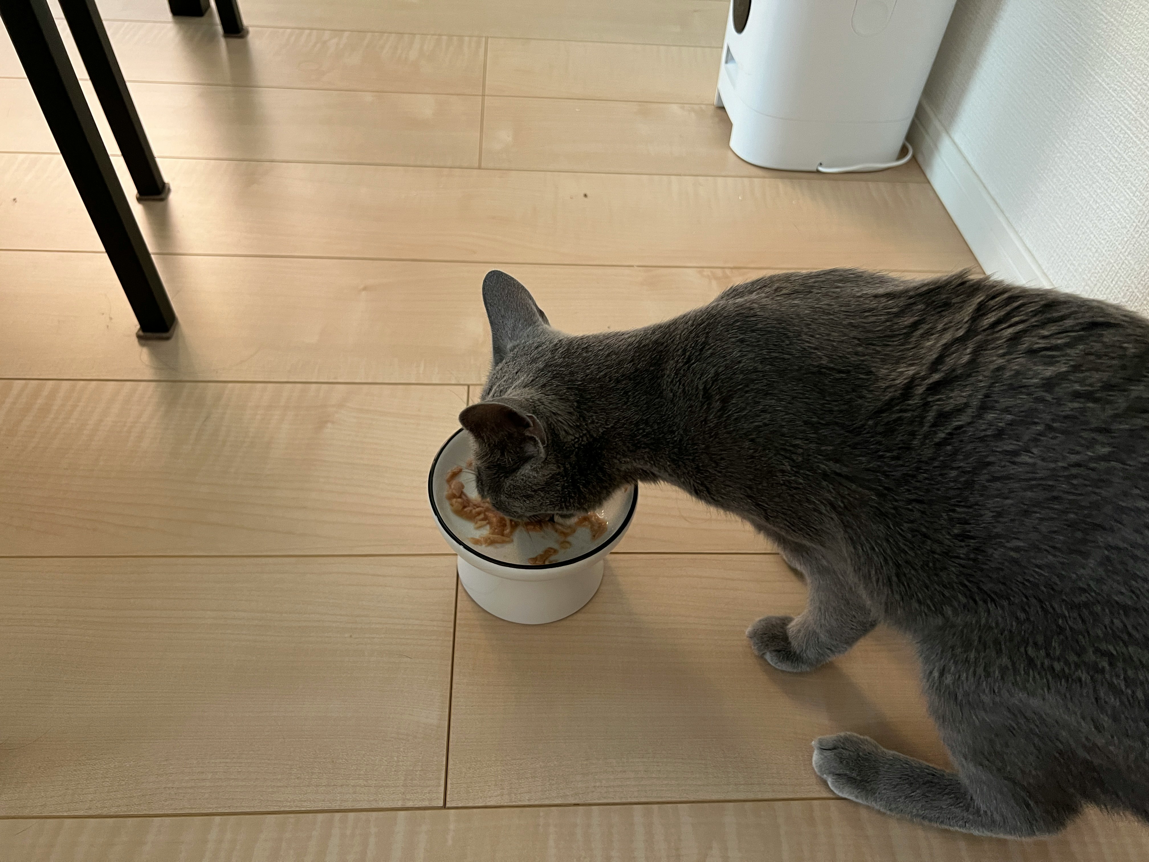 床タイルの上で器から食べるグレーの猫