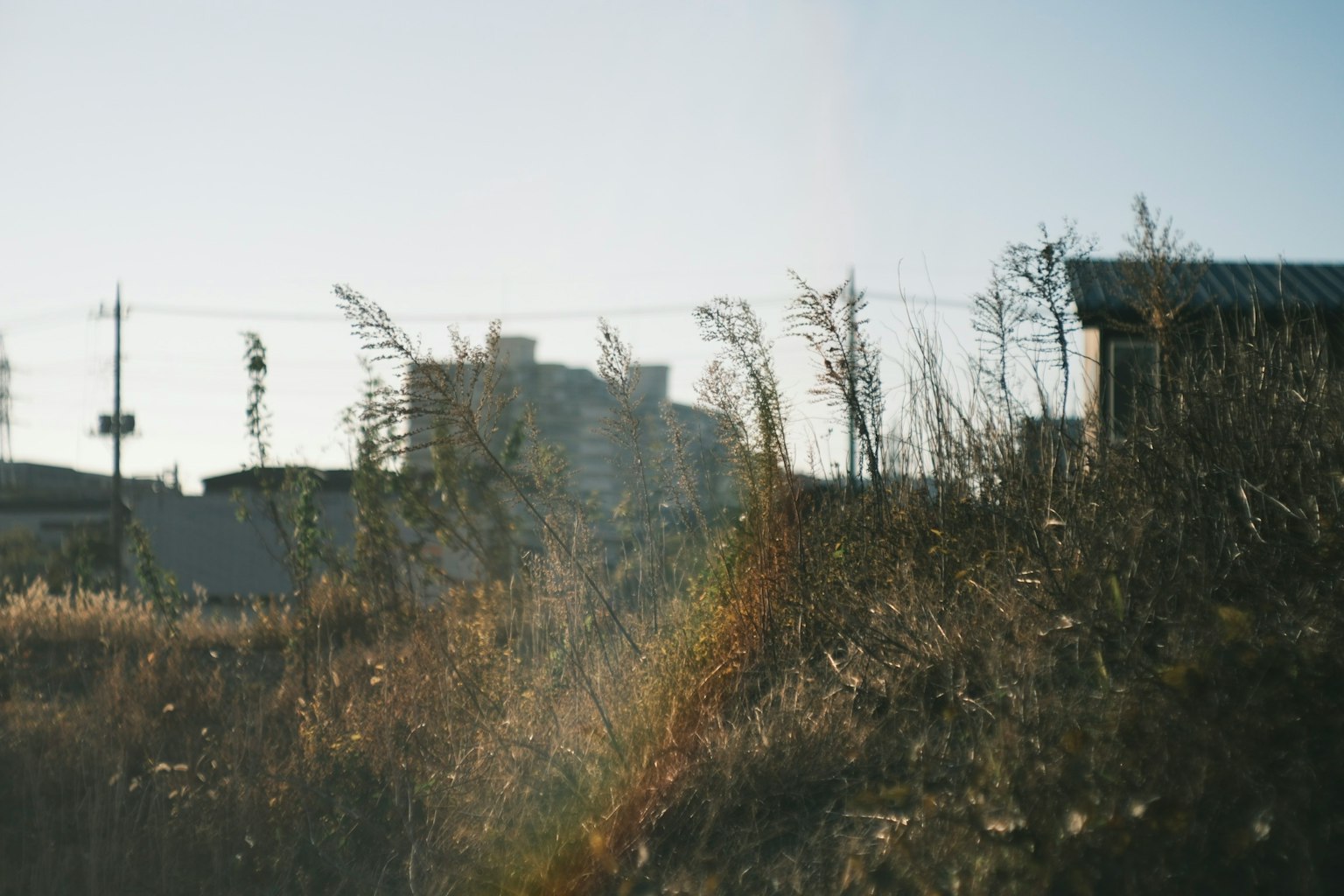 草が生い茂る風景と遠くの建物が見える