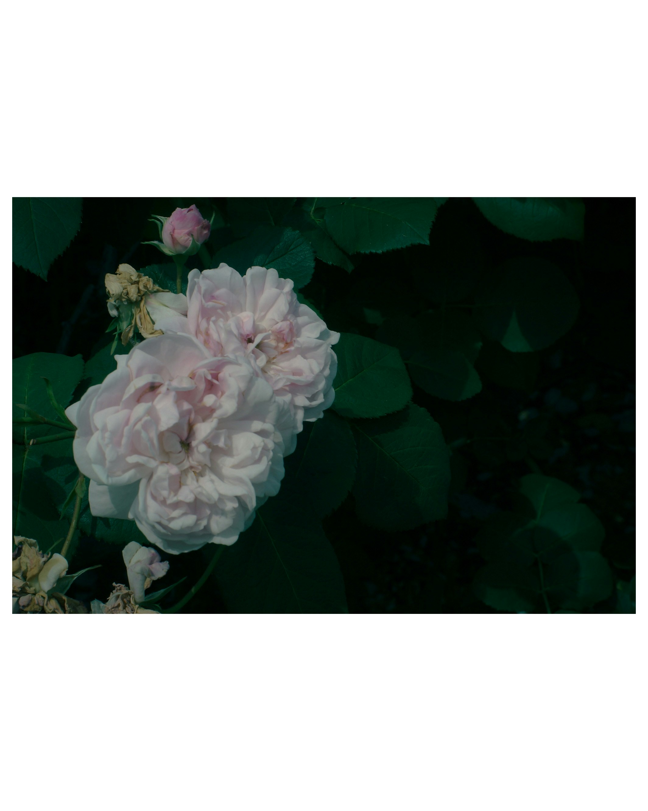 暗い背景に咲くピンクの花