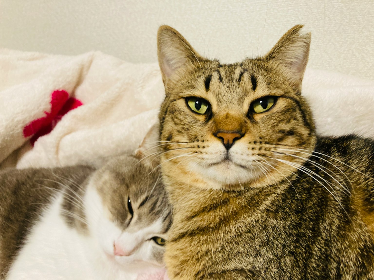 Dos gatos acurrucados juntos un atigrado marrón y un gato gris y blanco expresiones relajadas