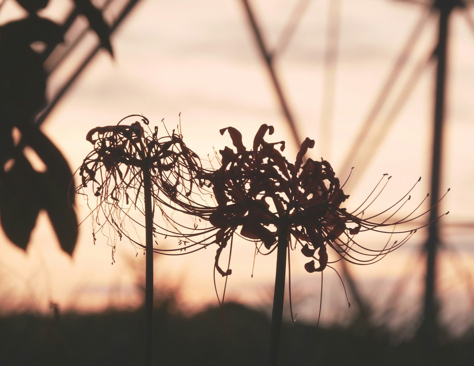 Silueta de flores contra un fondo de atardecer