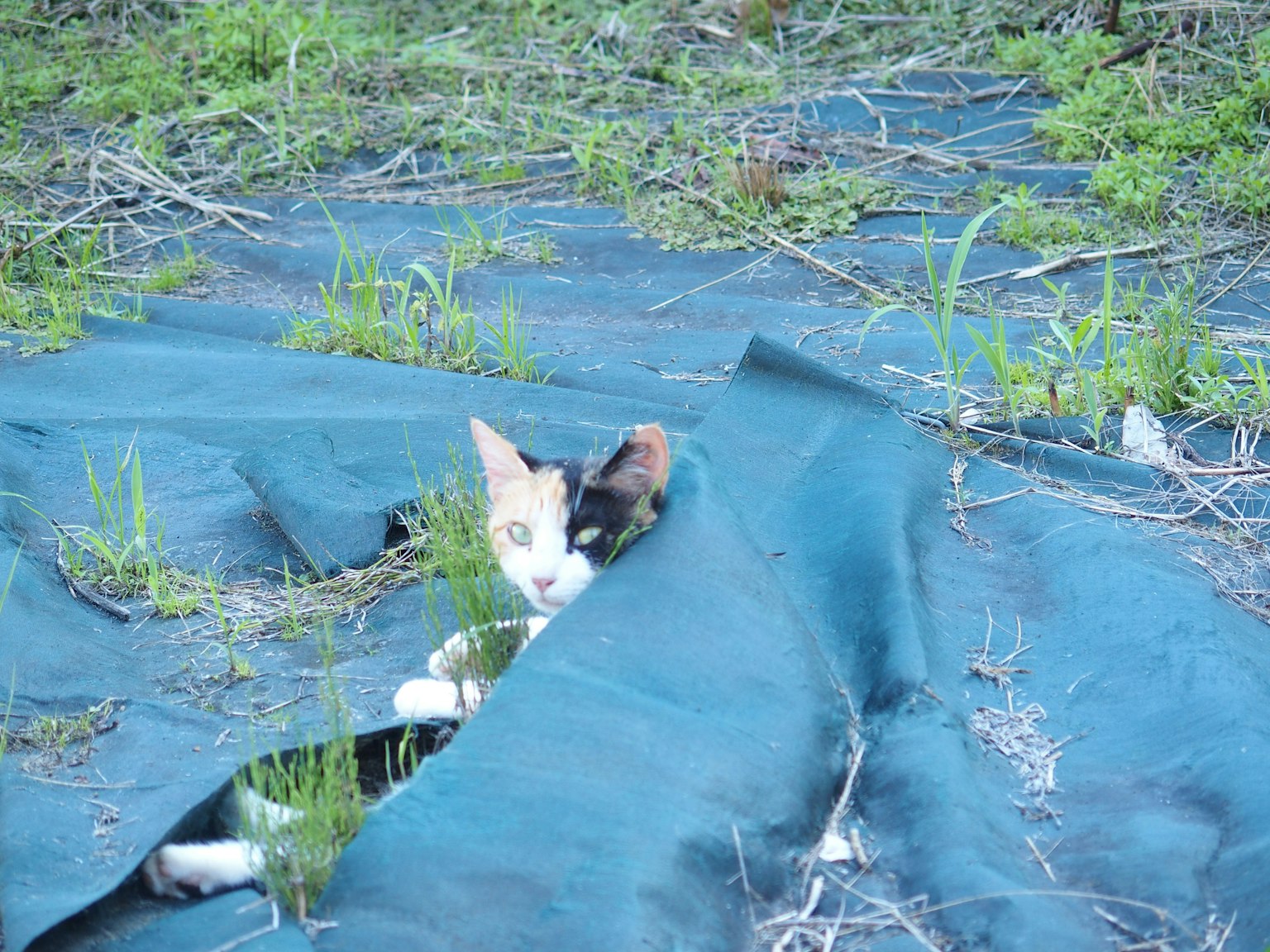 Un gato negro y blanco escondido bajo una tela azul entre la hierba verde