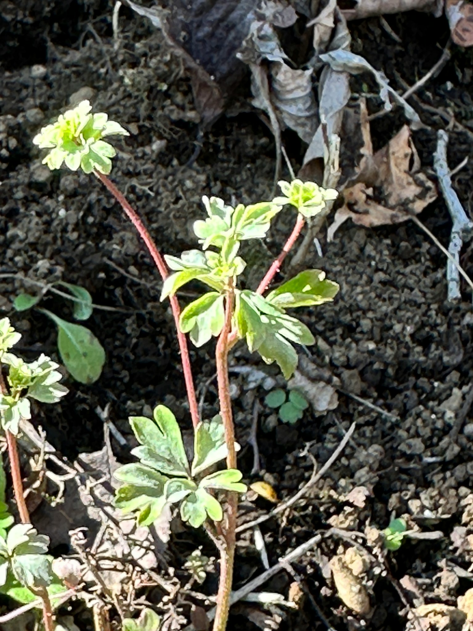 一株帶小花的綠色植物生長在土壤上