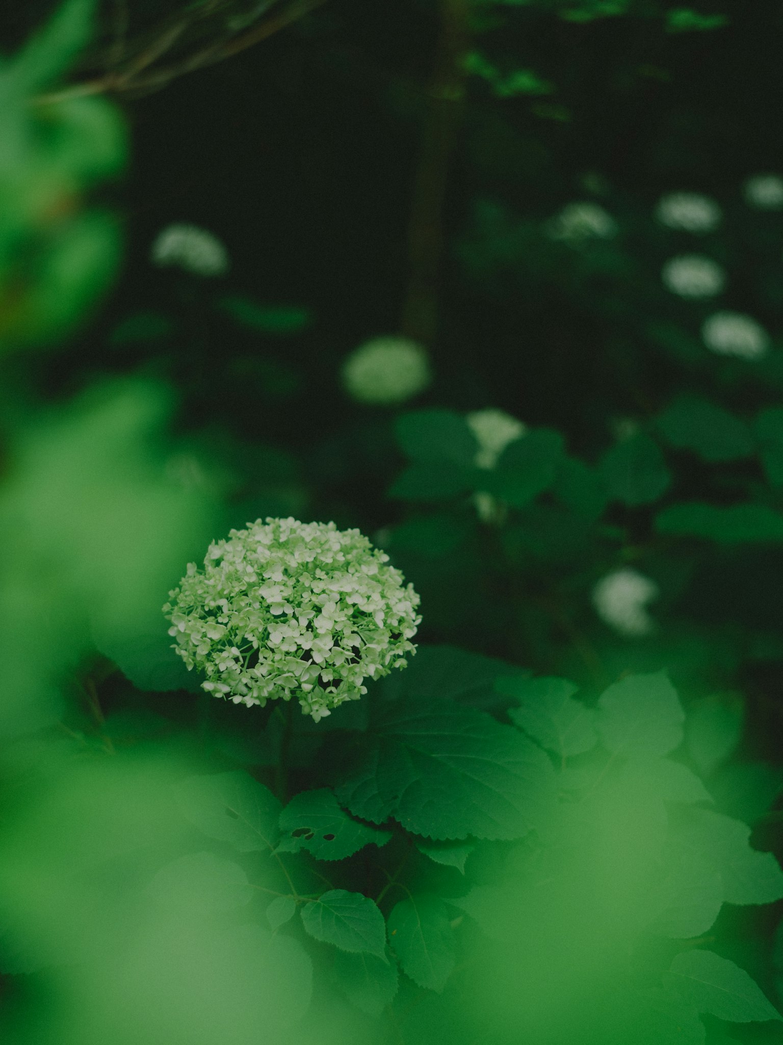 Un bouquet sphérique de fleurs blanches entouré de feuilles vertes