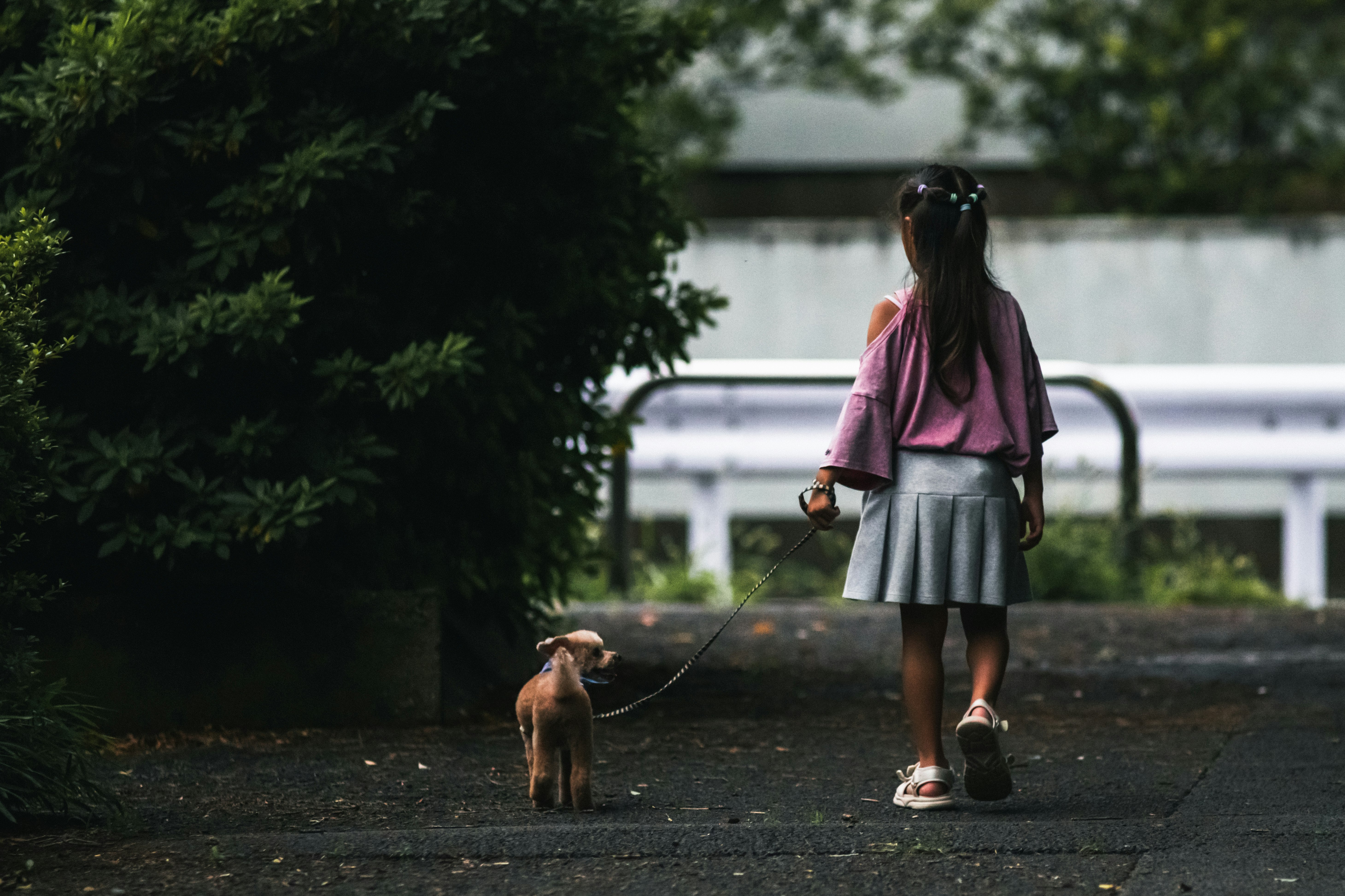 公園の遊歩道を犬と散歩する子ども