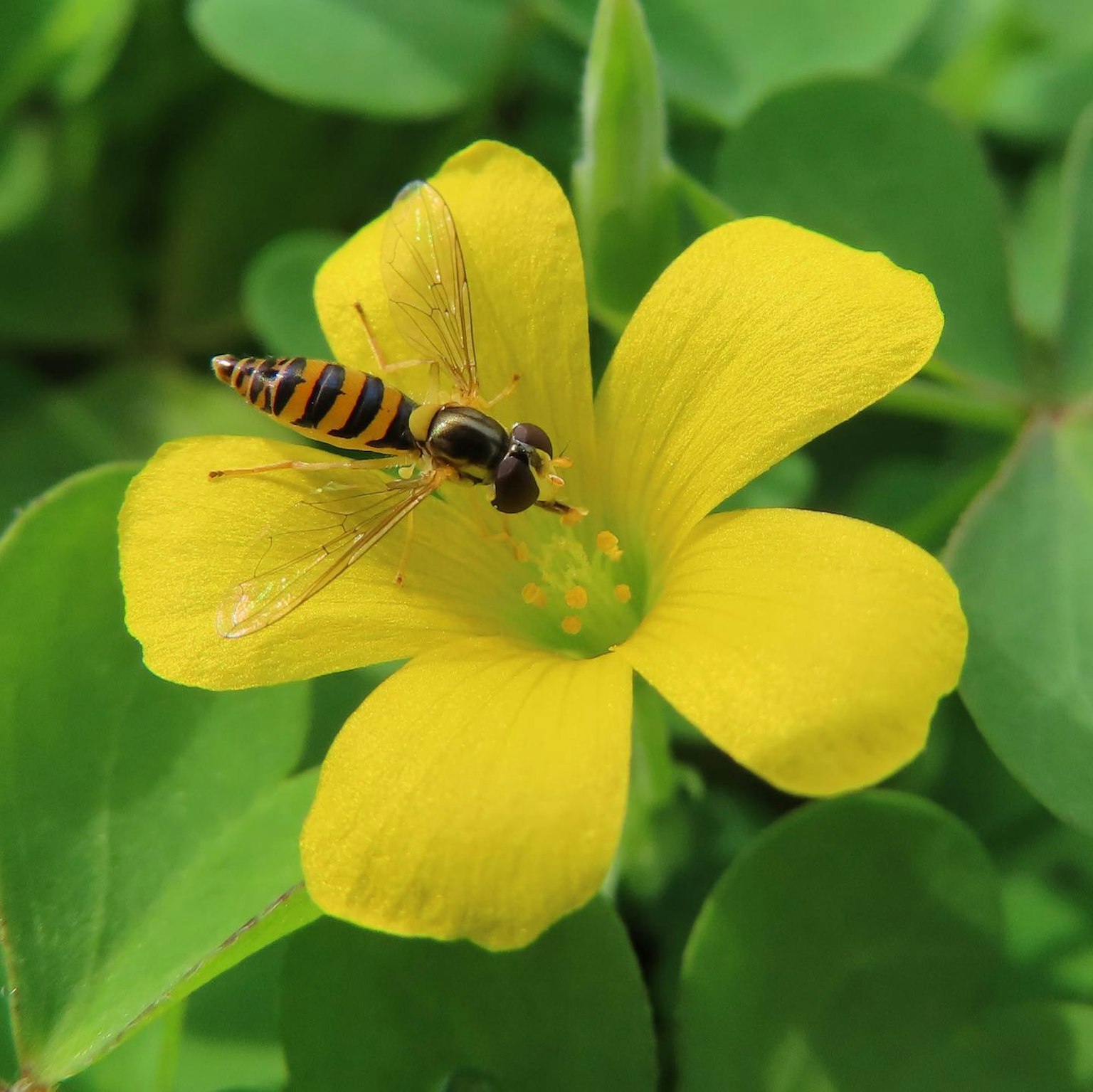 Insekt, das einer Biene ähnelt, auf einer gelben Blume ruhend