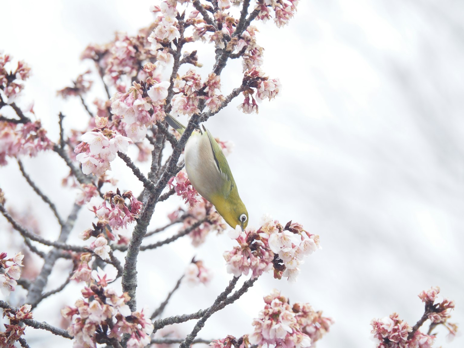 Burung kecil tergantung terbalik di bunga sakura