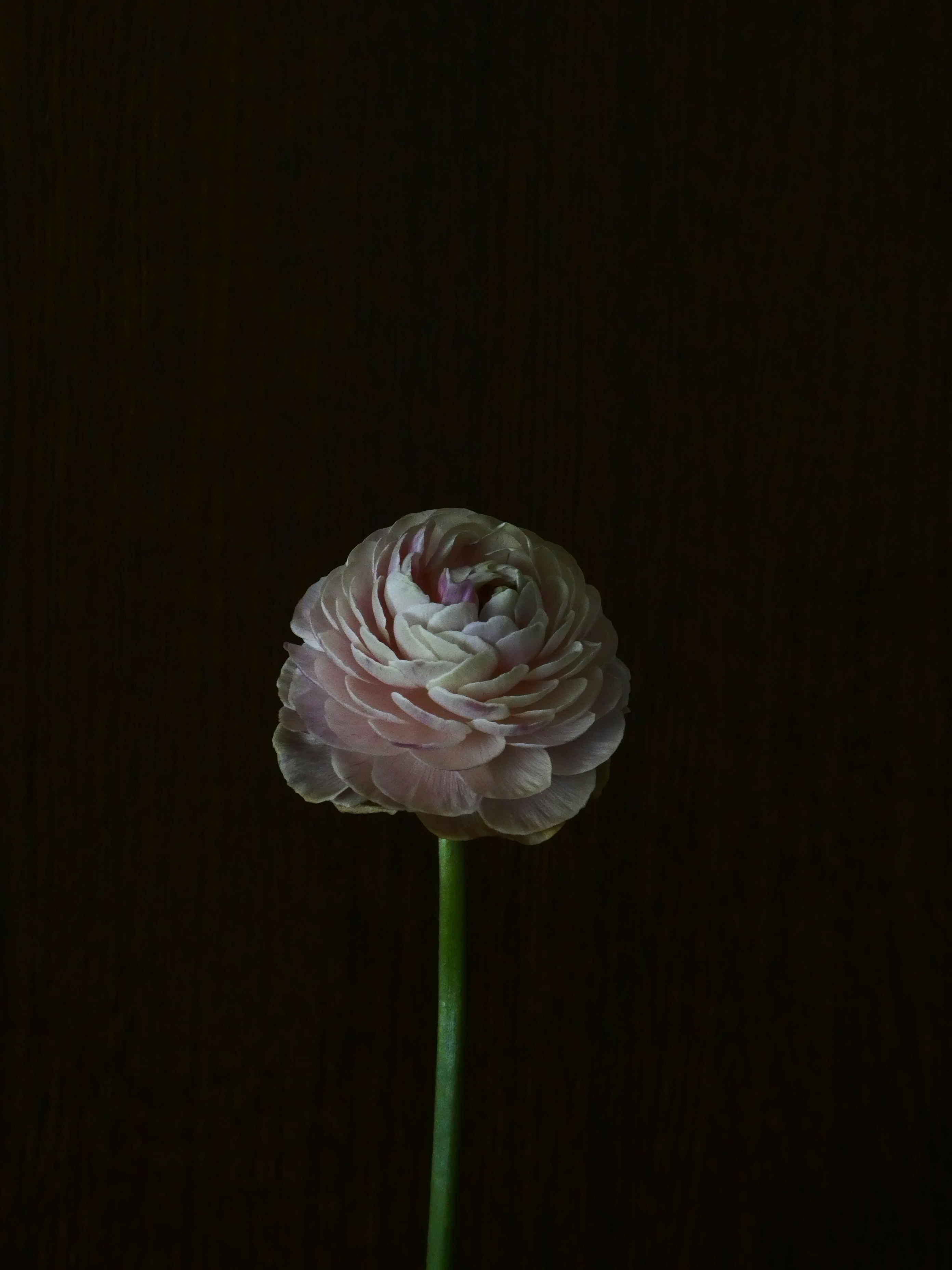 深色背景上的一朵毛茛花（芹菜花）