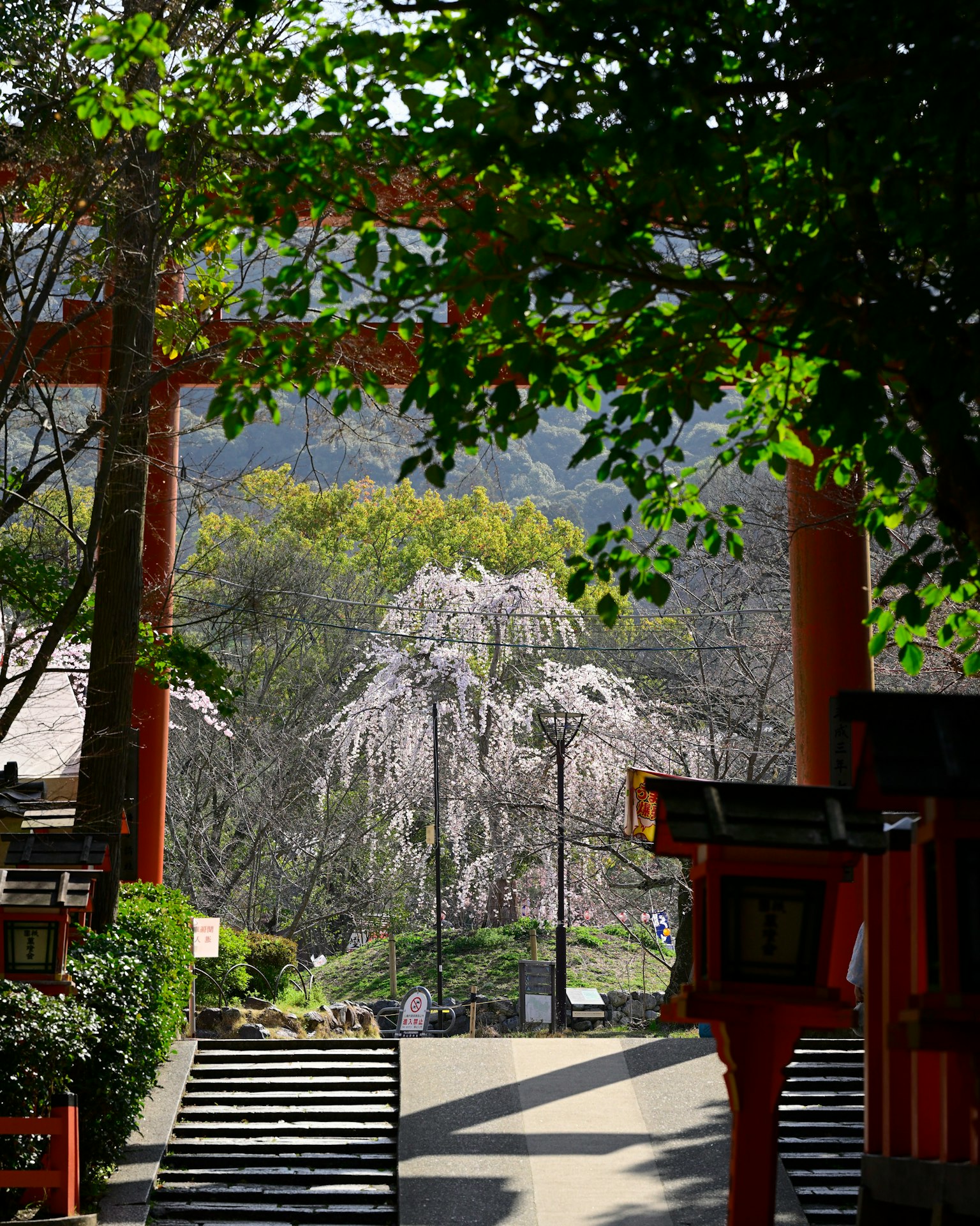 绿色树木和樱花环绕的神社风景
