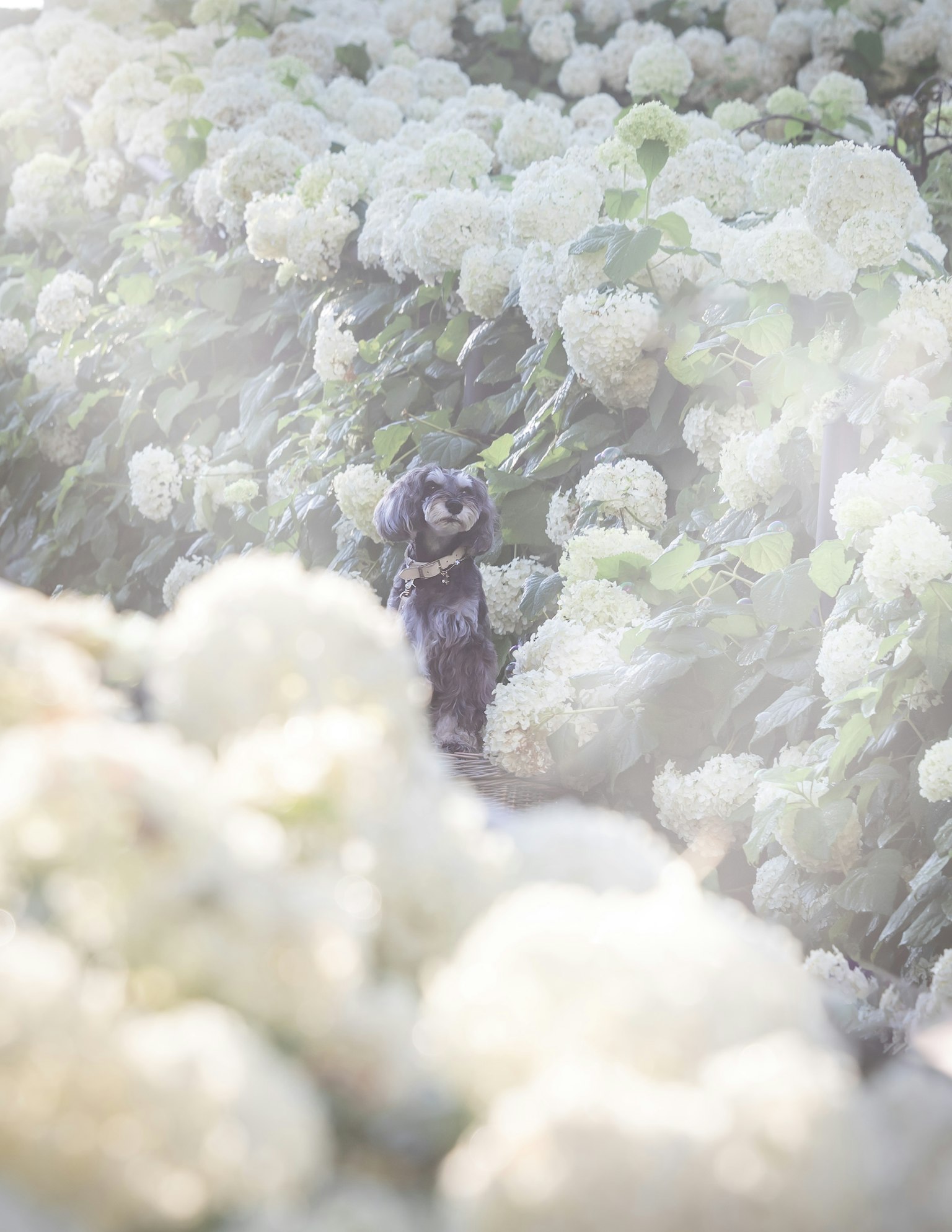 Anjing berdiri di antara hortensia putih yang subur