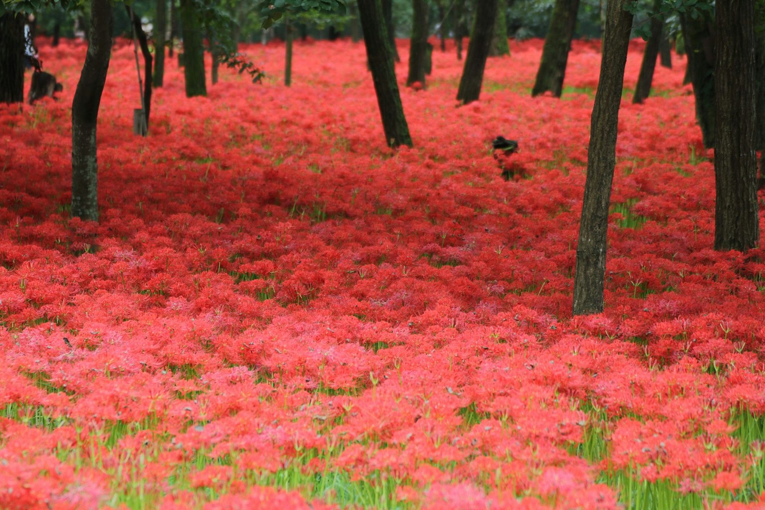 A forest scene filled with vibrant red spider lilies