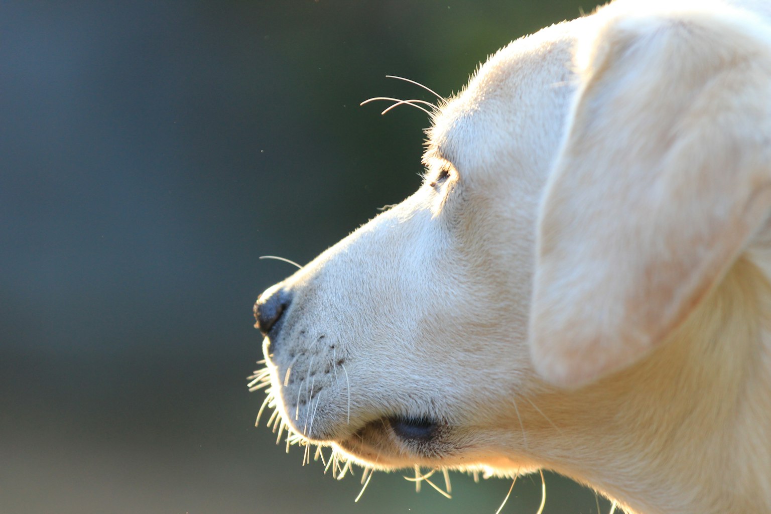 Sisi samping anak anjing labrador kuning yang diterangi sinar matahari