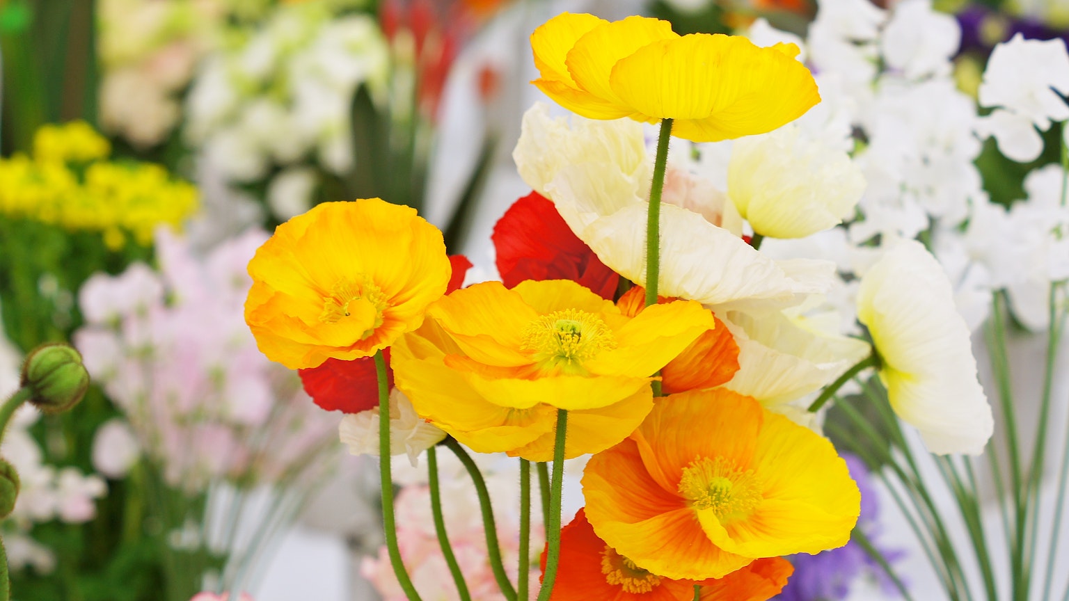 Primer plano de un ramo con flores amarillas y naranjas vibrantes