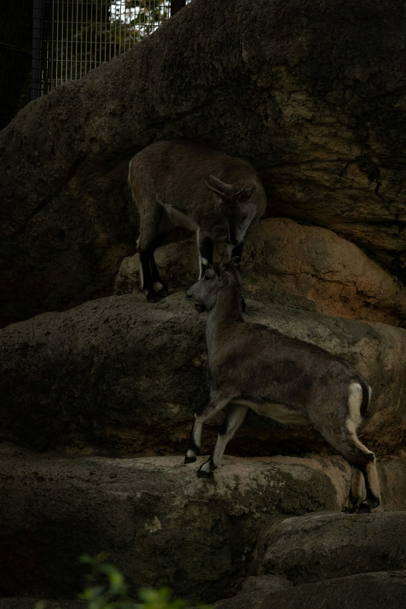 Gambar dua hewan mirip kambing di atas batu