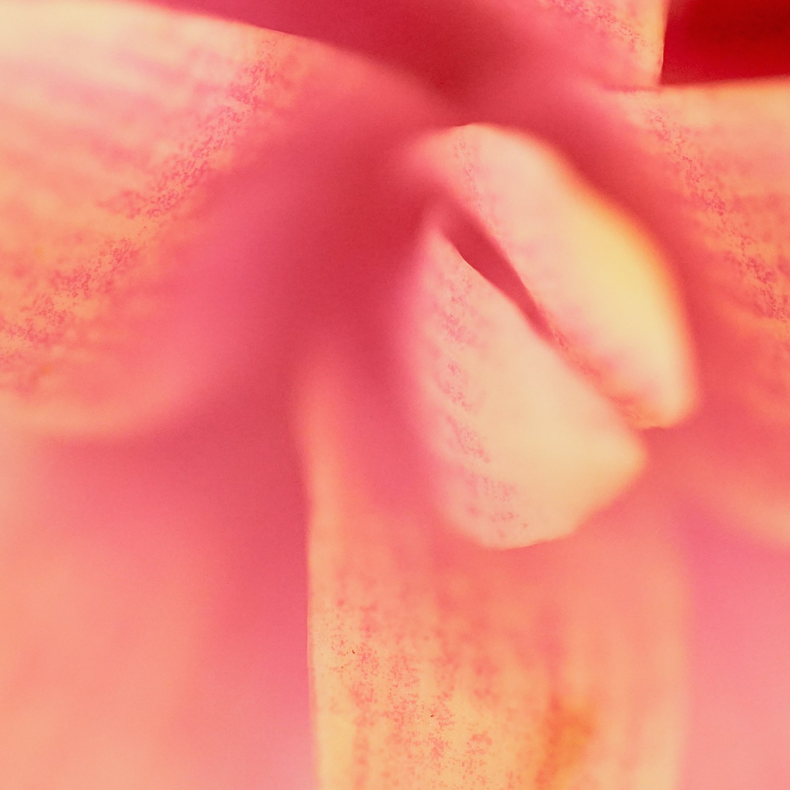 Close-up image of a pink flower with soft hues and a blurred background