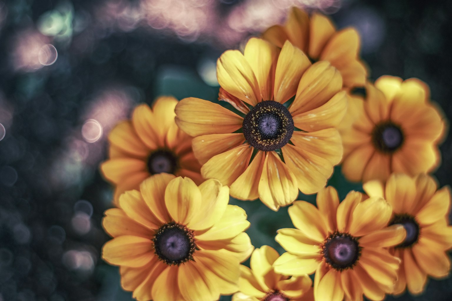 Ein Cluster aus lebhaften gelben Blumen mit dunklen Zentren