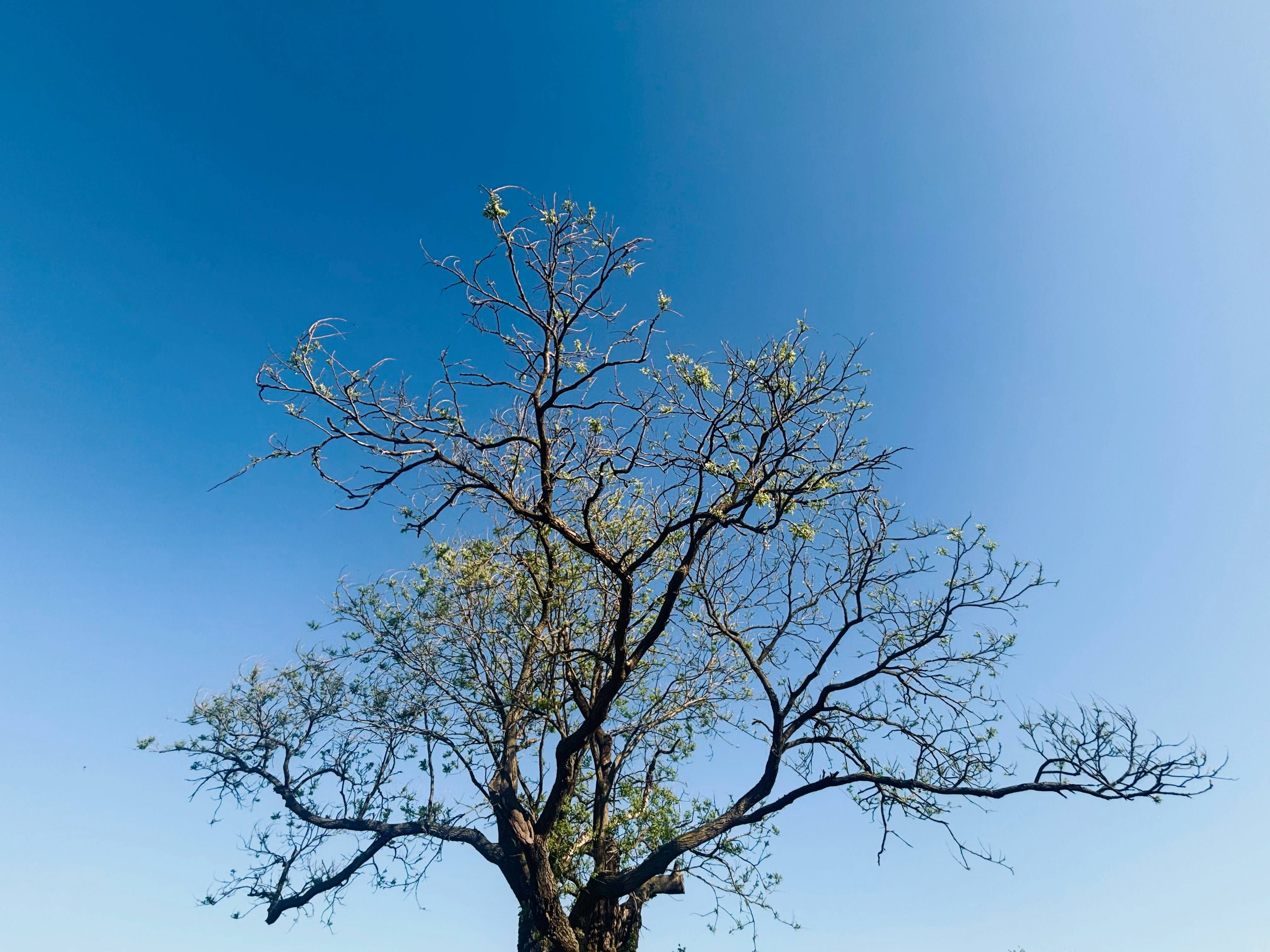 Un arbre solitaire aux branches nues sur un ciel bleu dégagé