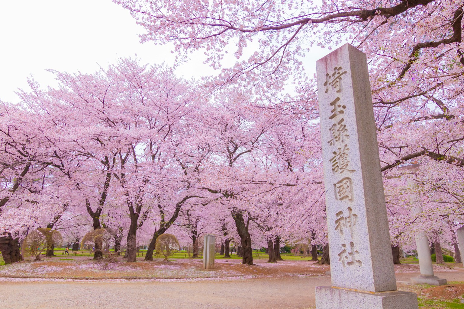 Vista panoramica di alberi di ciliegio in fiore con un monumento di pietra