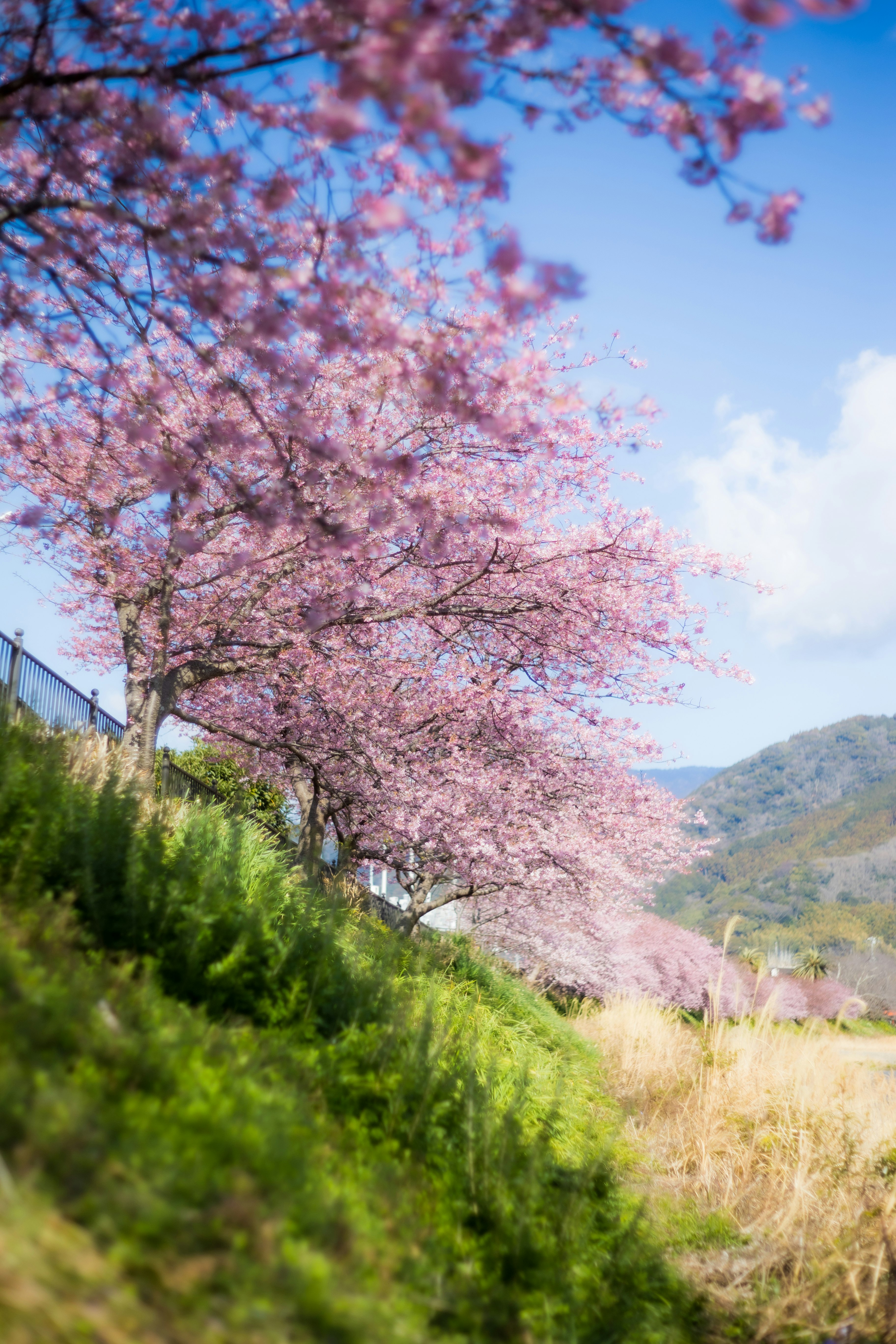 山の斜面に咲く桜並木と青空の風景