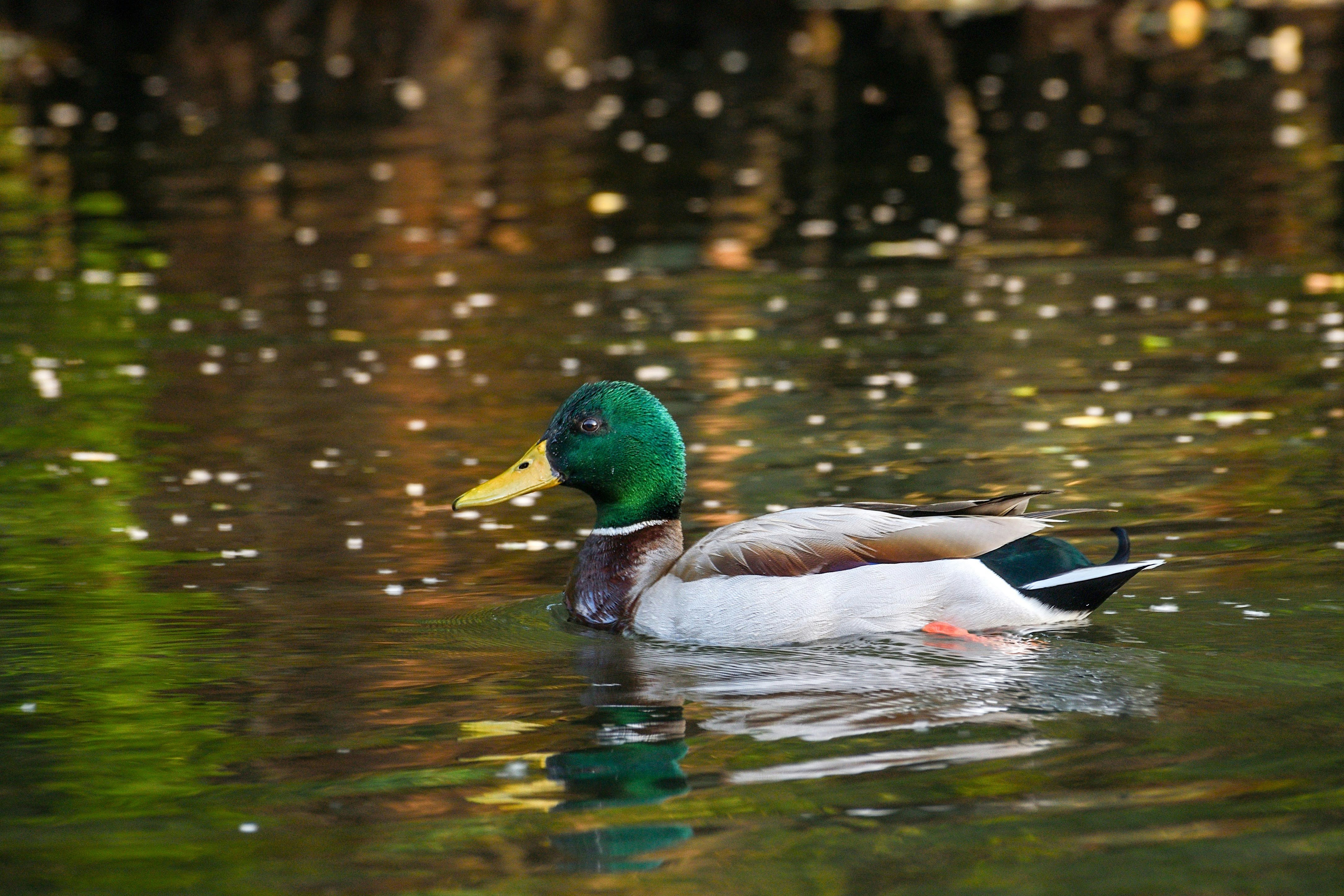 male mallard swimming on a pond