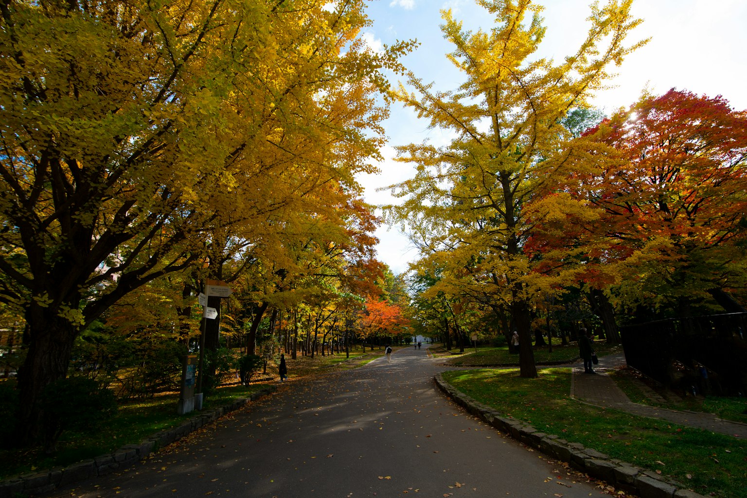 Scenic autumn view with trees displaying yellow and red leaves along a pathway