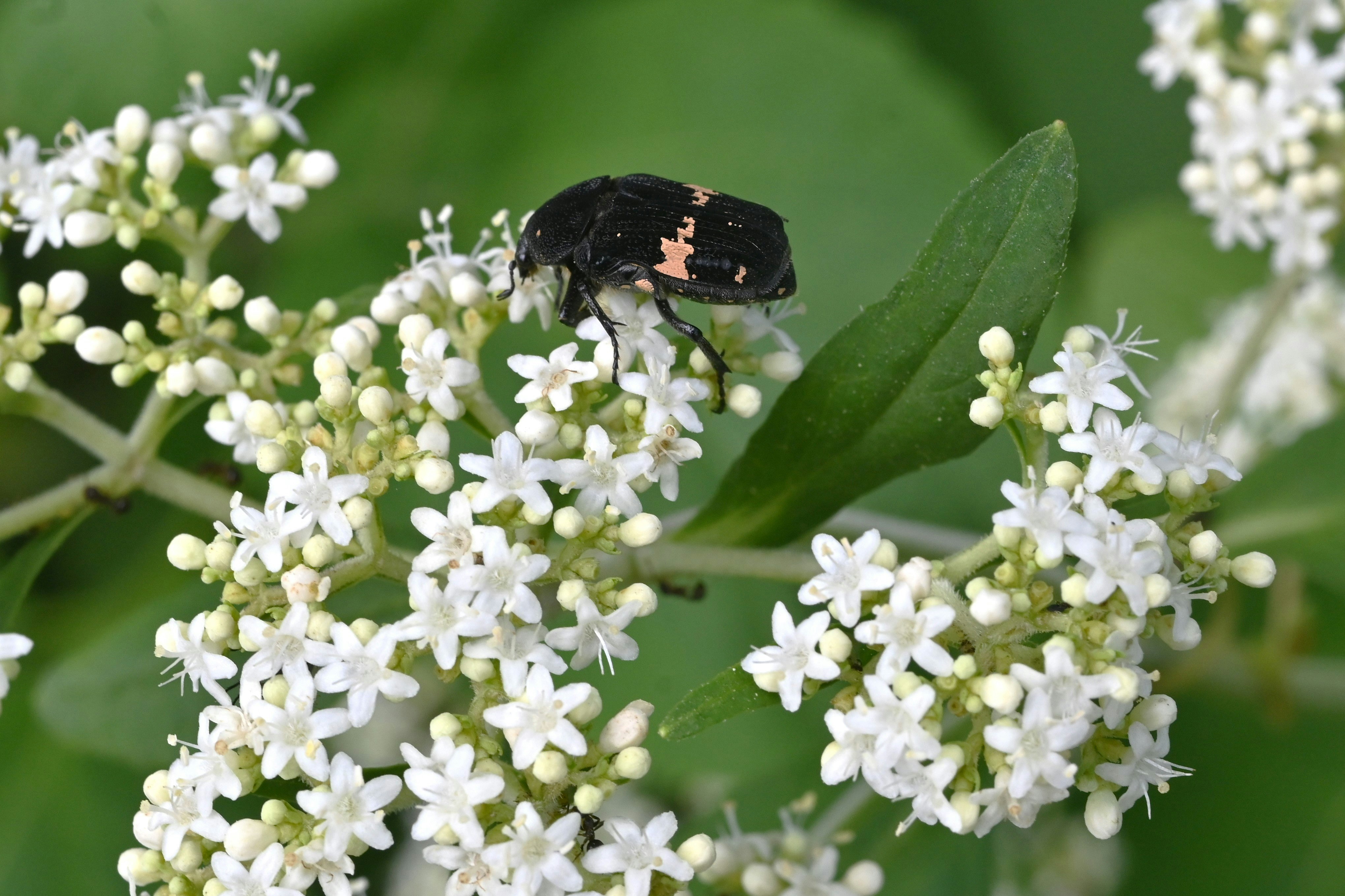 オミナエシ科の白い花にとまる黒い甲虫のクローズアップ