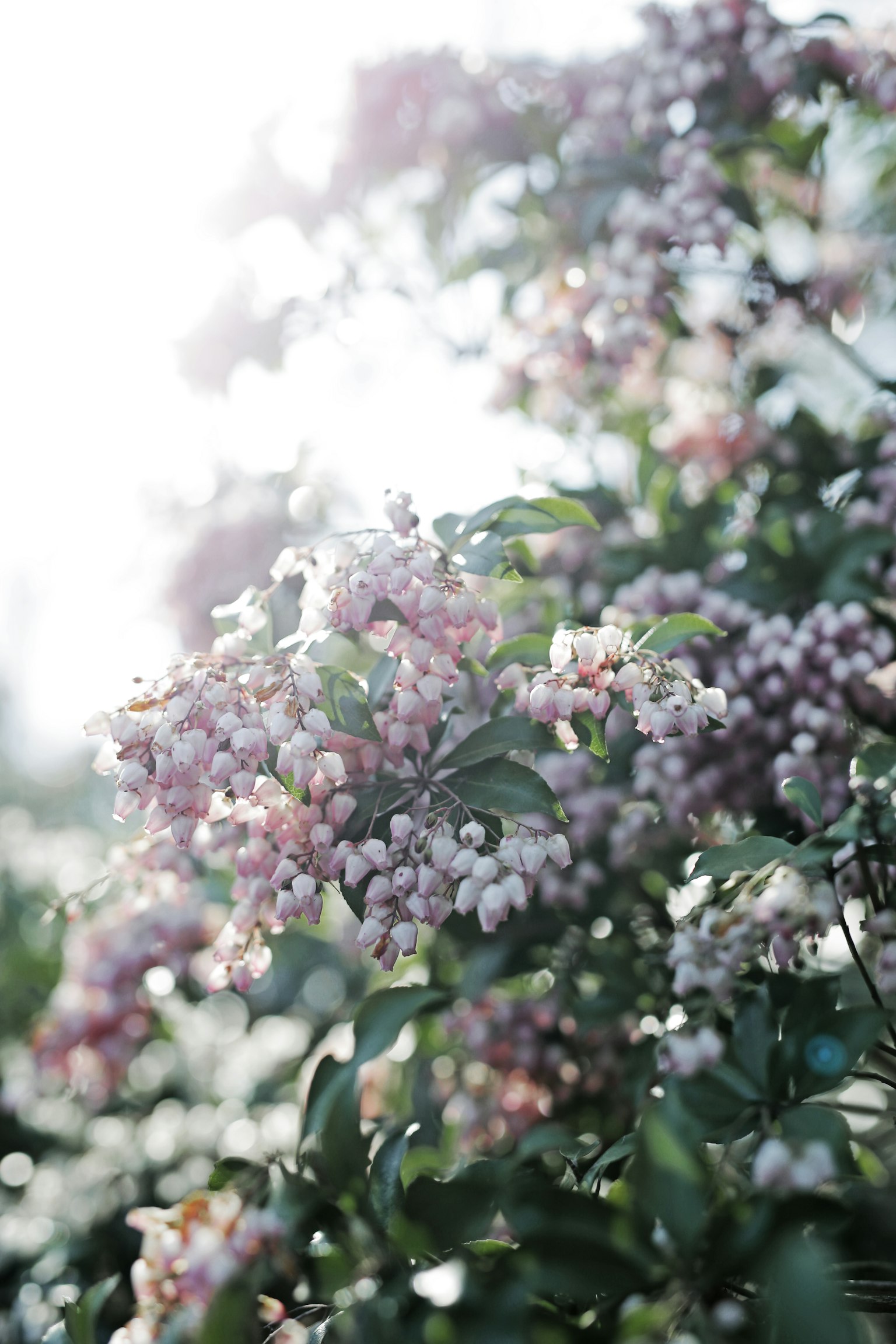 Close-up photo of a tree with light purple flowers