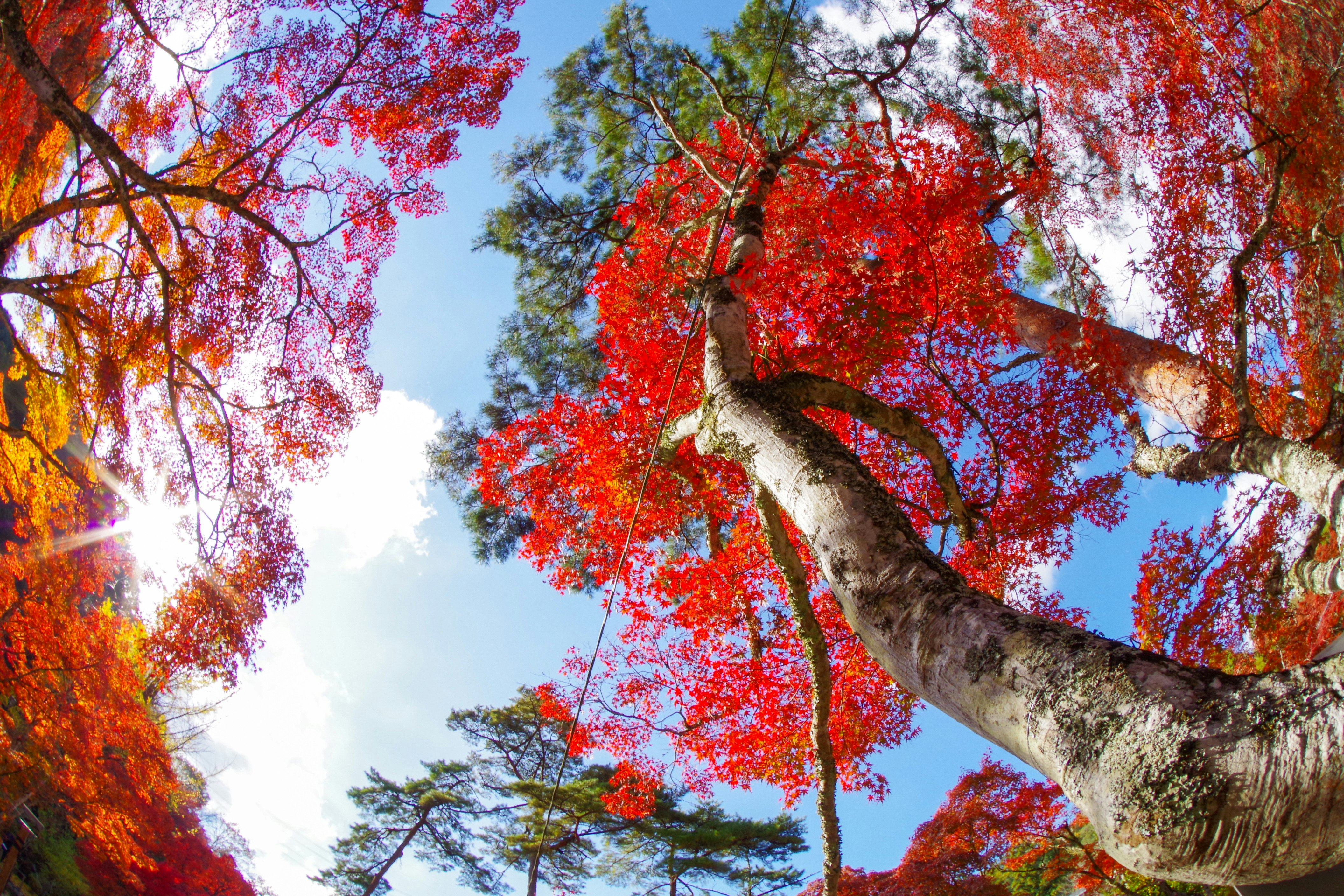 紅葉の木々と枝先に広がる青空